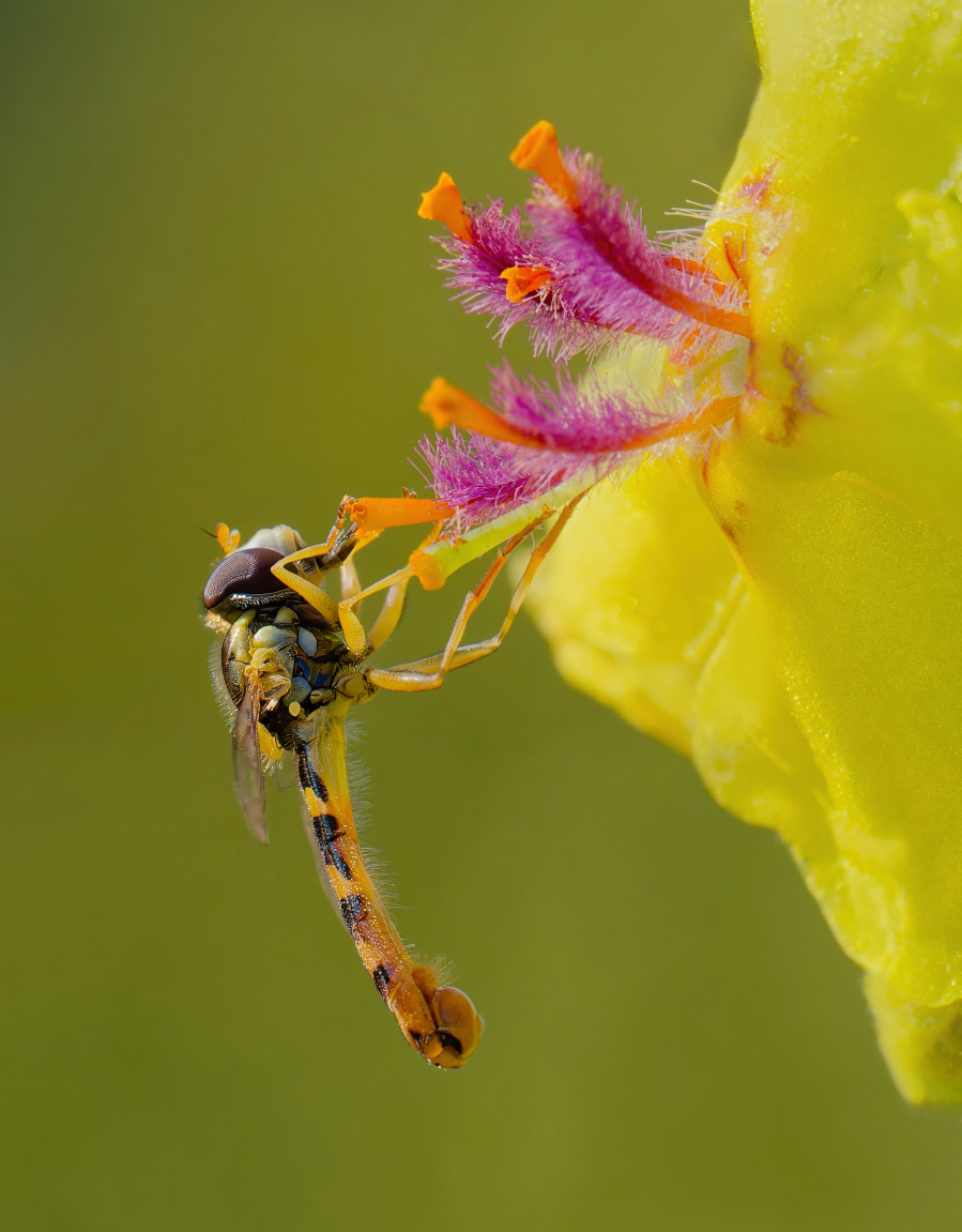 Gemeine Langbauchschwebfliege