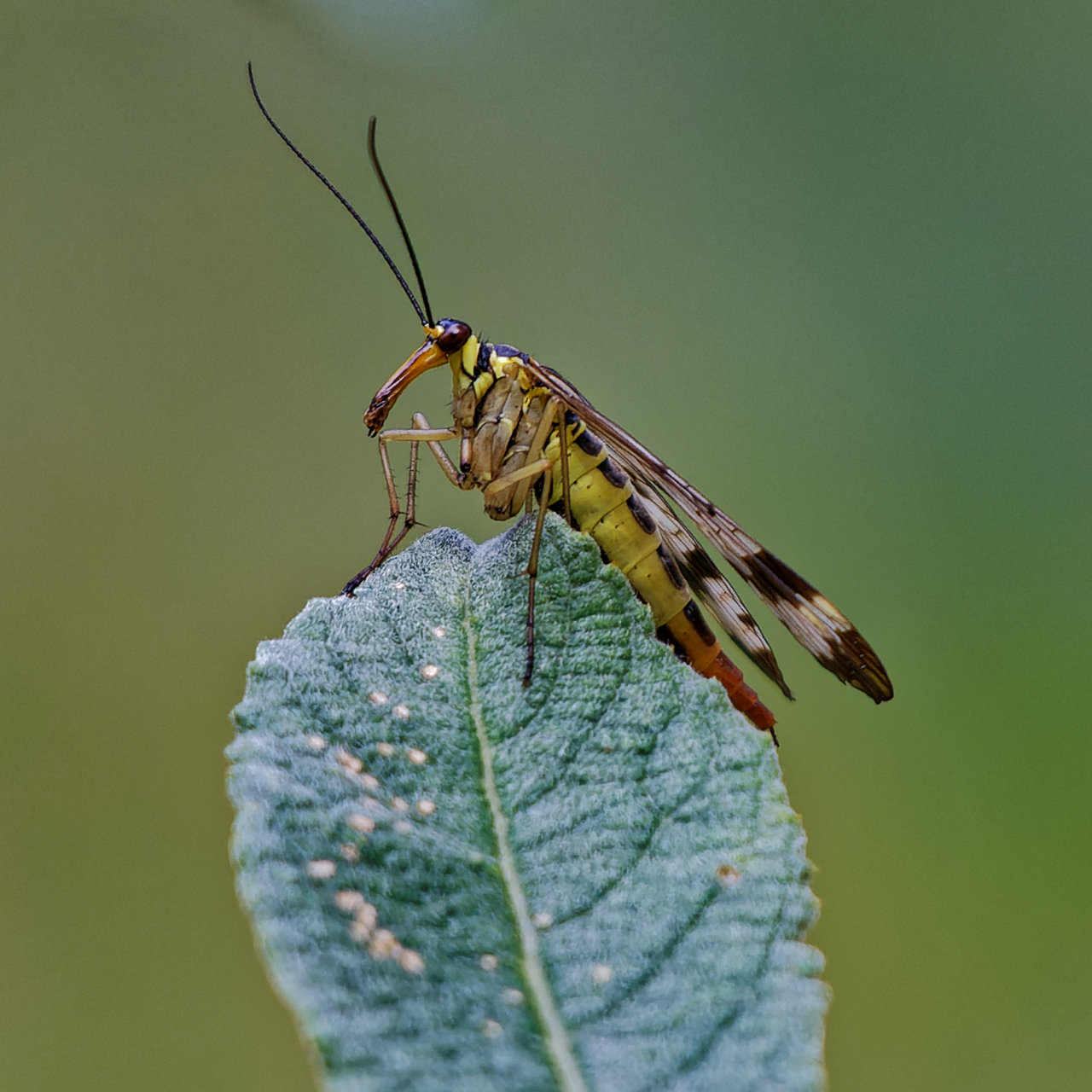 Gemeine Skorpionsfliege