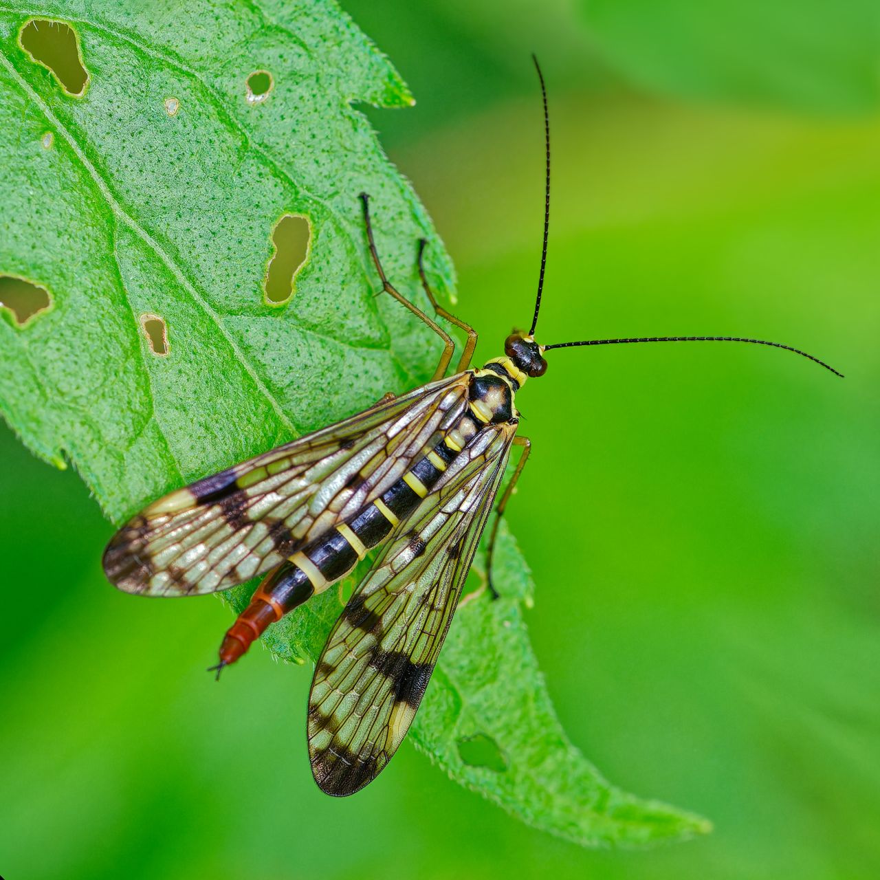 Gemeine Skorpionsfliege