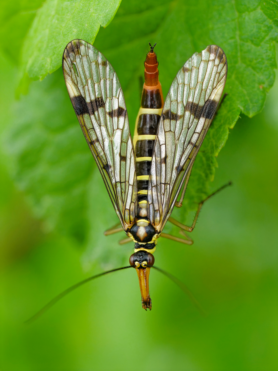 Gemeine Skorpionsfliege