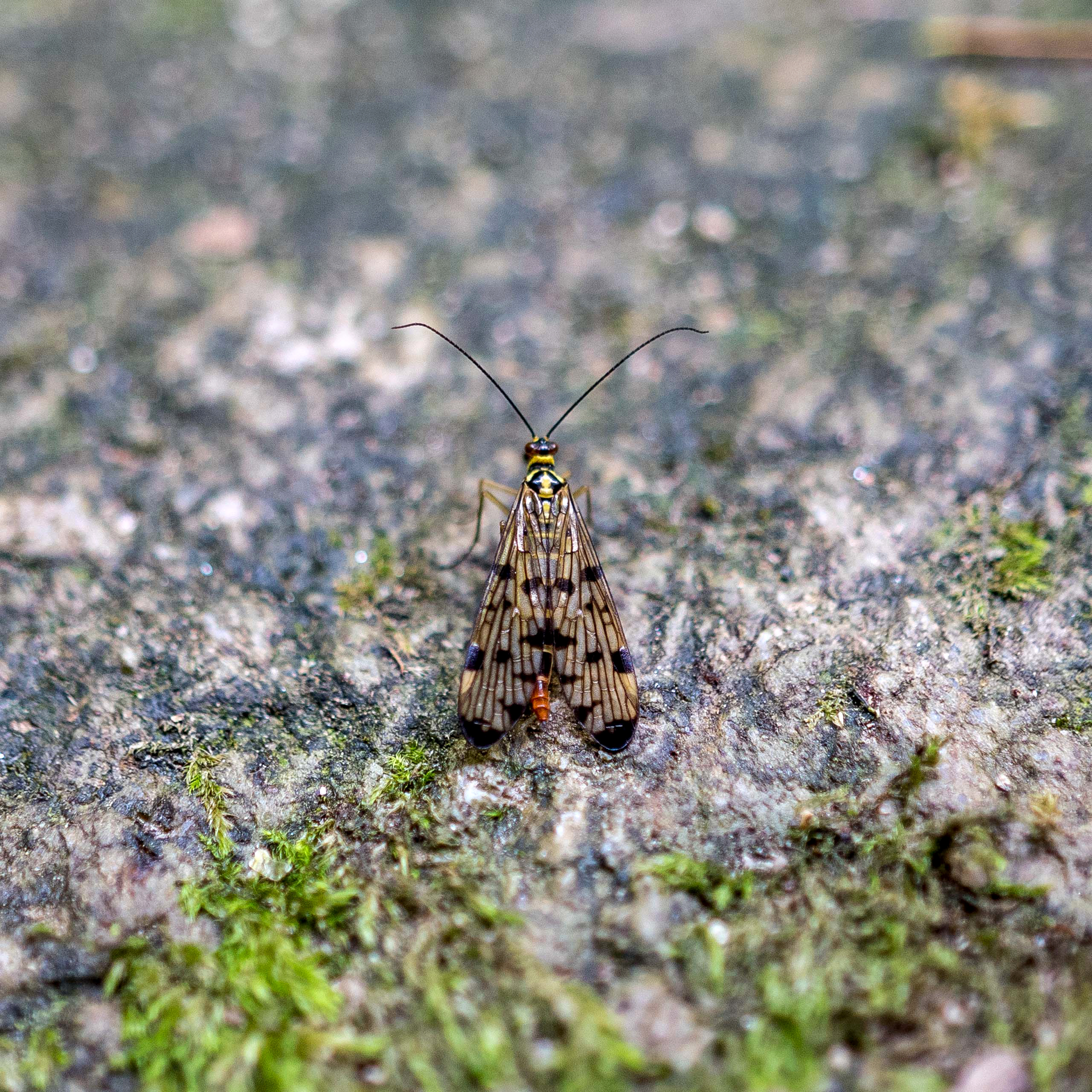 Gemeine Skorpionsfliege