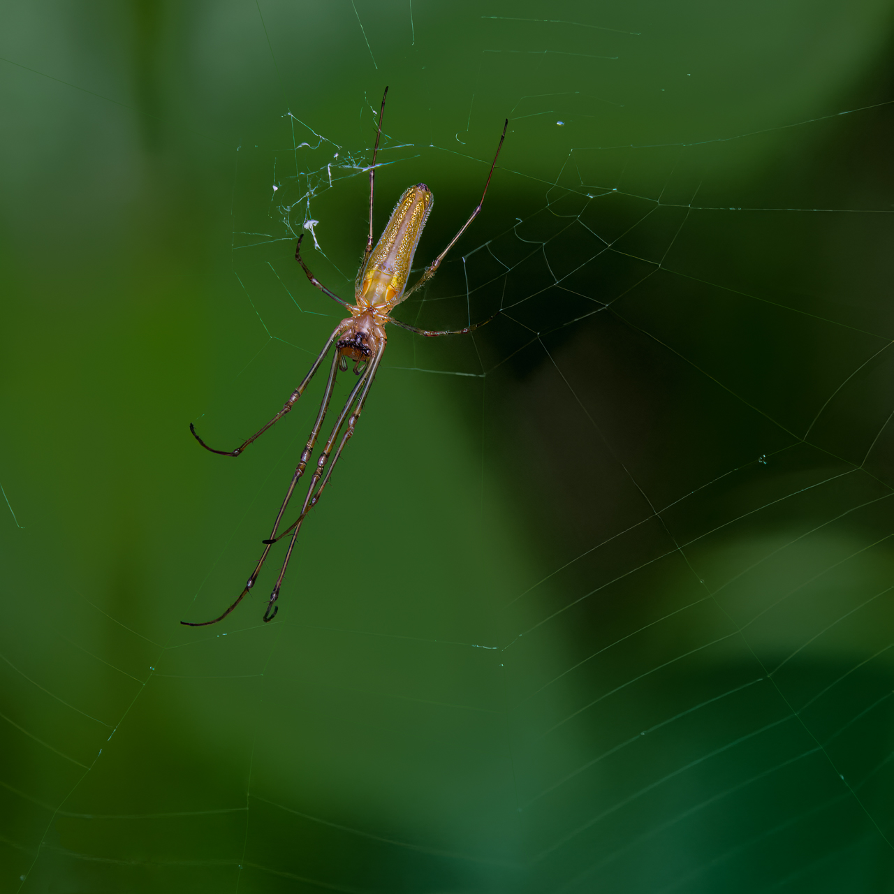 Gemeine Streckerspinne