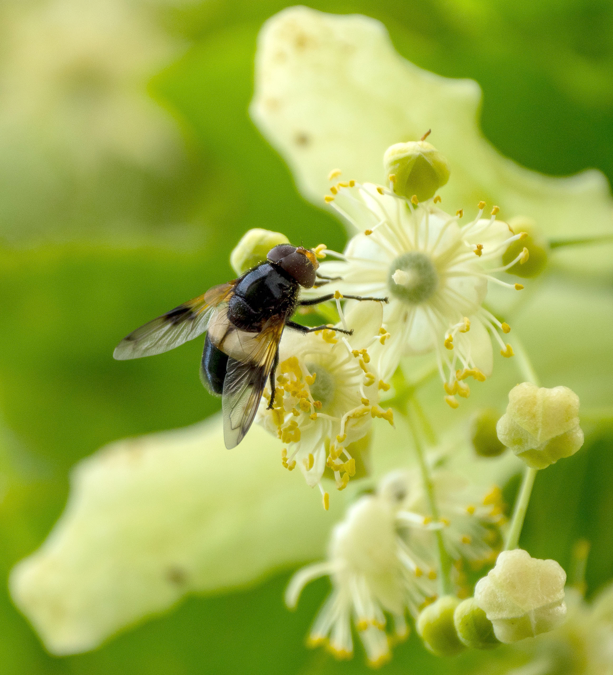 Gemeine Waldschwebfliege