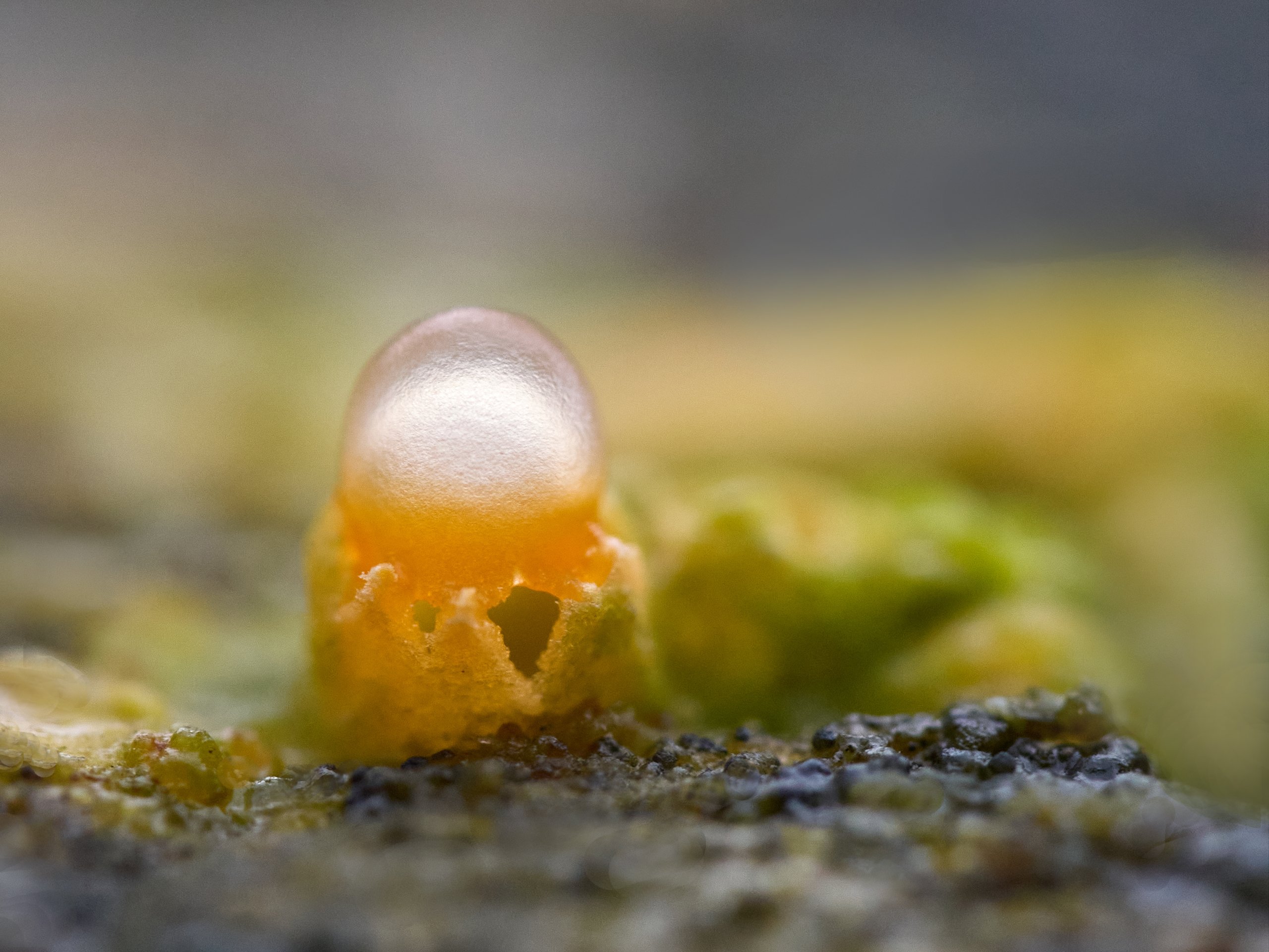 gemeiner Kugelschneller