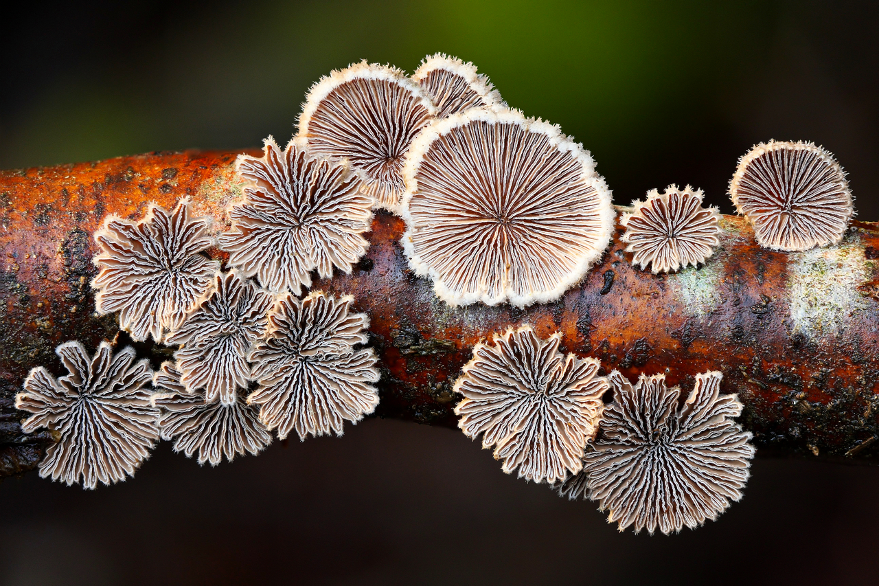 Gemeiner Spaltblättling (Schizophyllum commune)