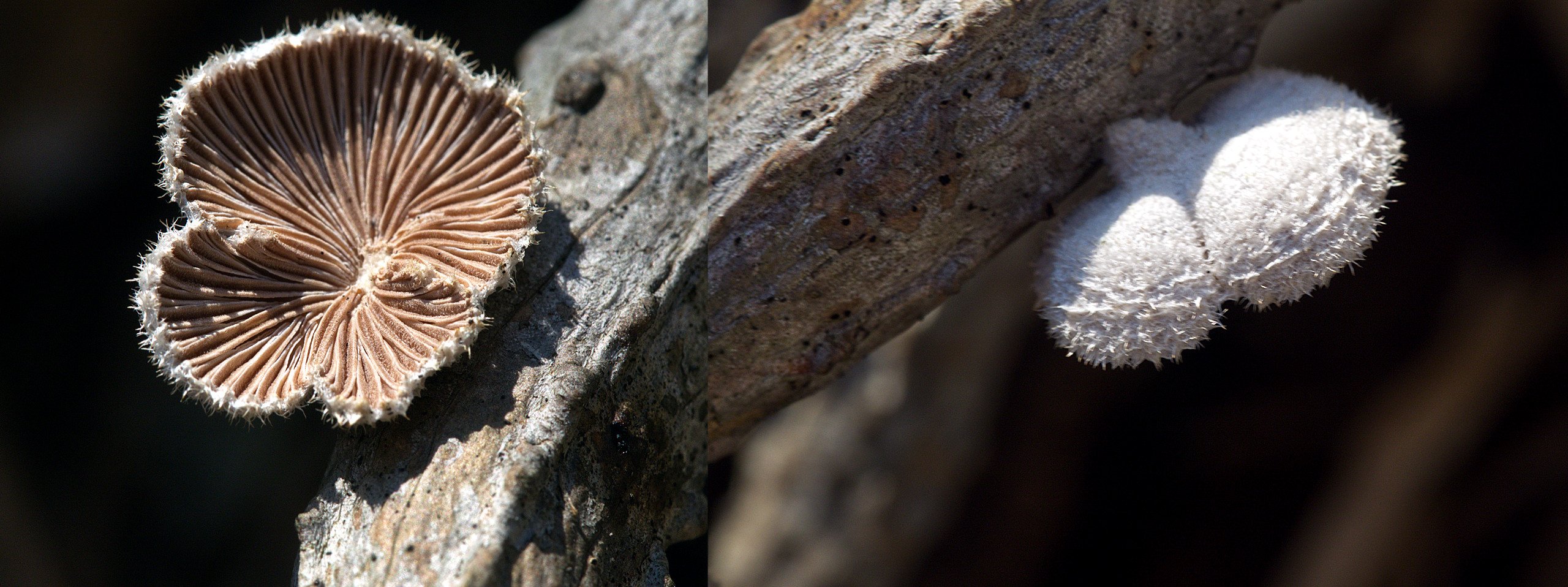 Gemeiner Spaltblättling