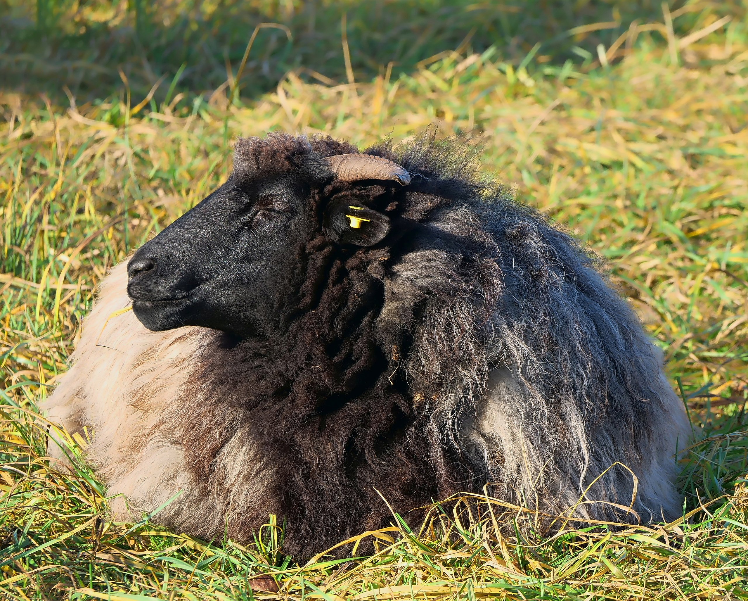 Genießer in der Dezembersonne