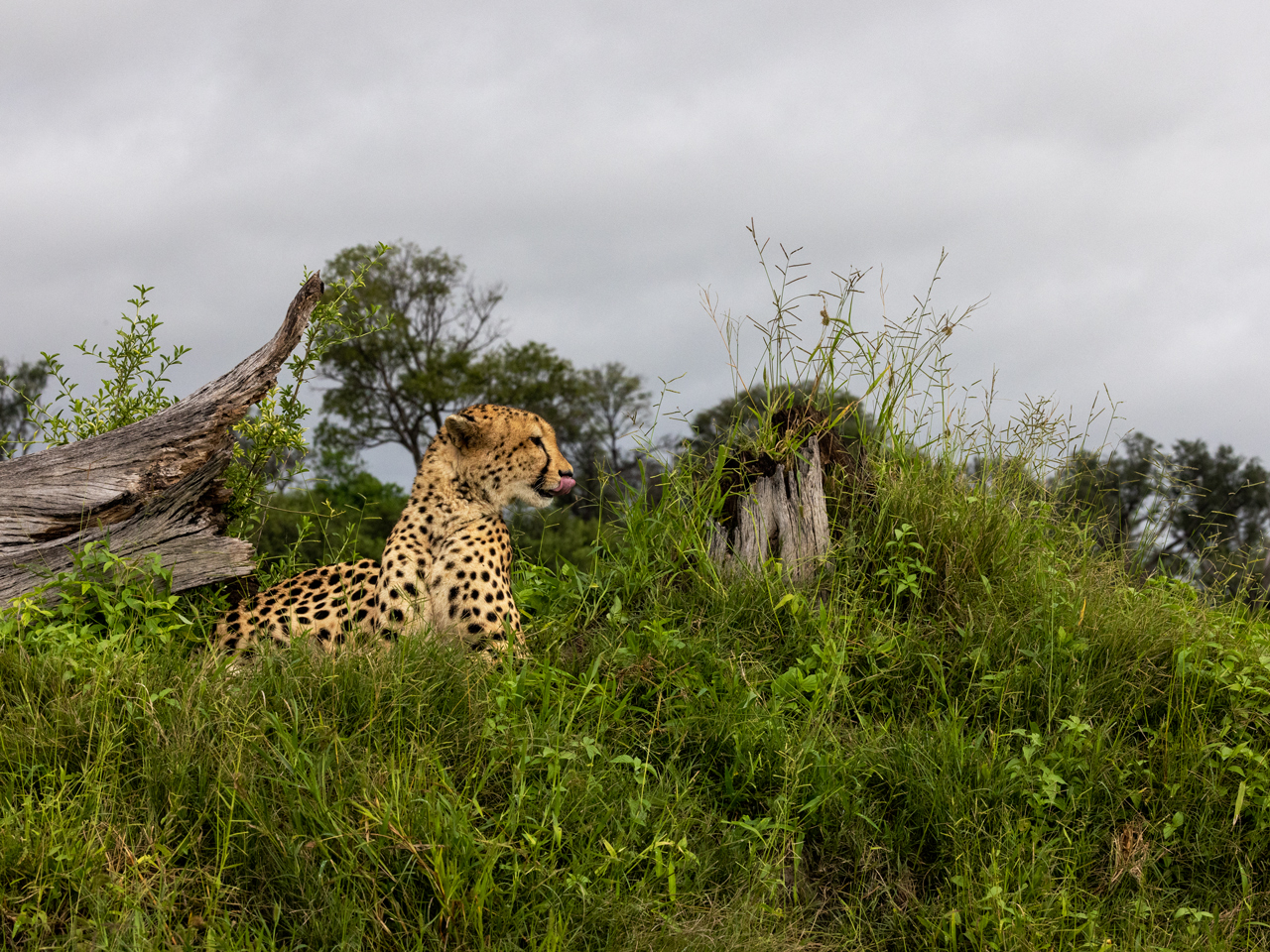 Gepard im Okavangodelta