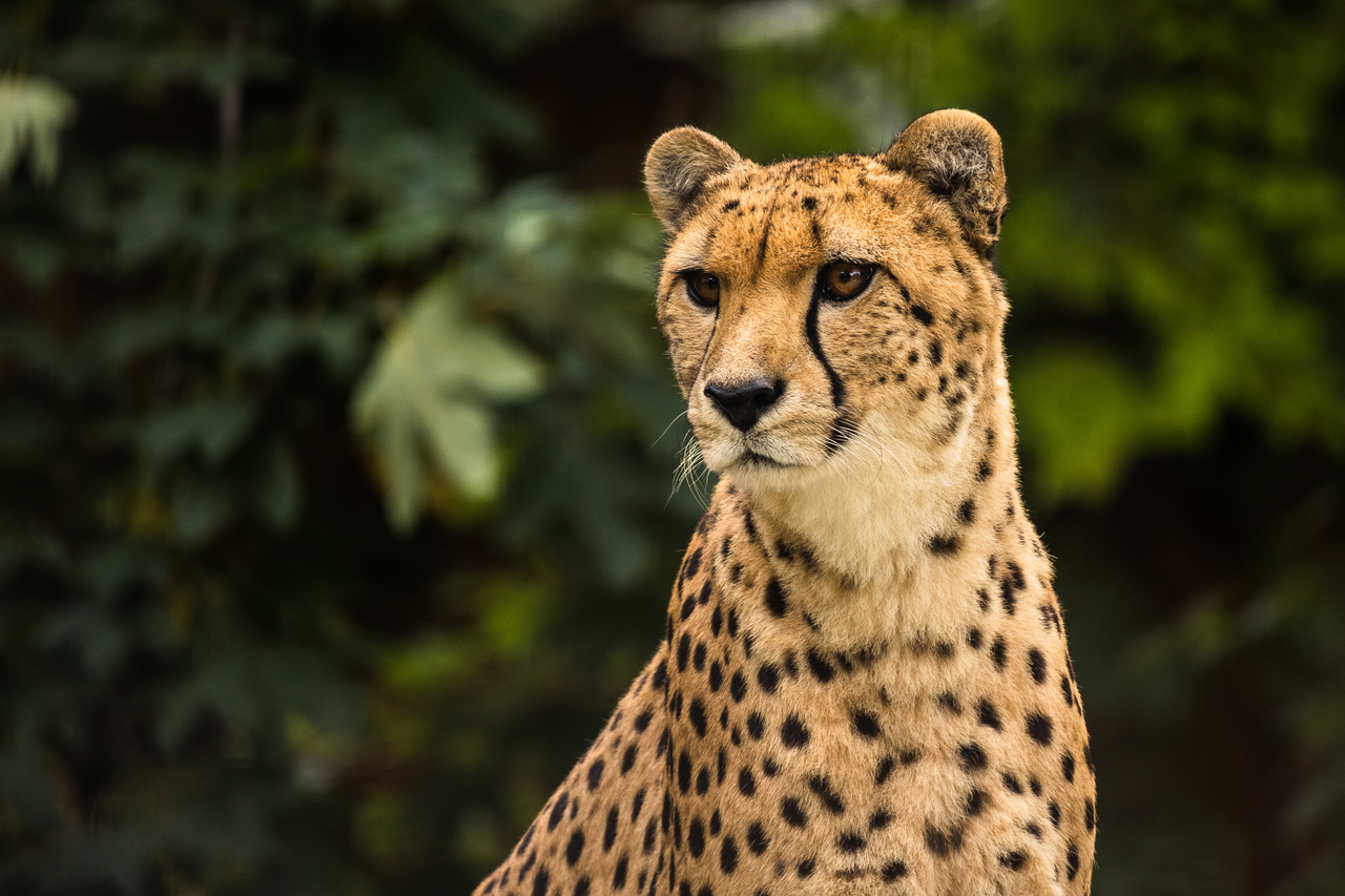 Gepard