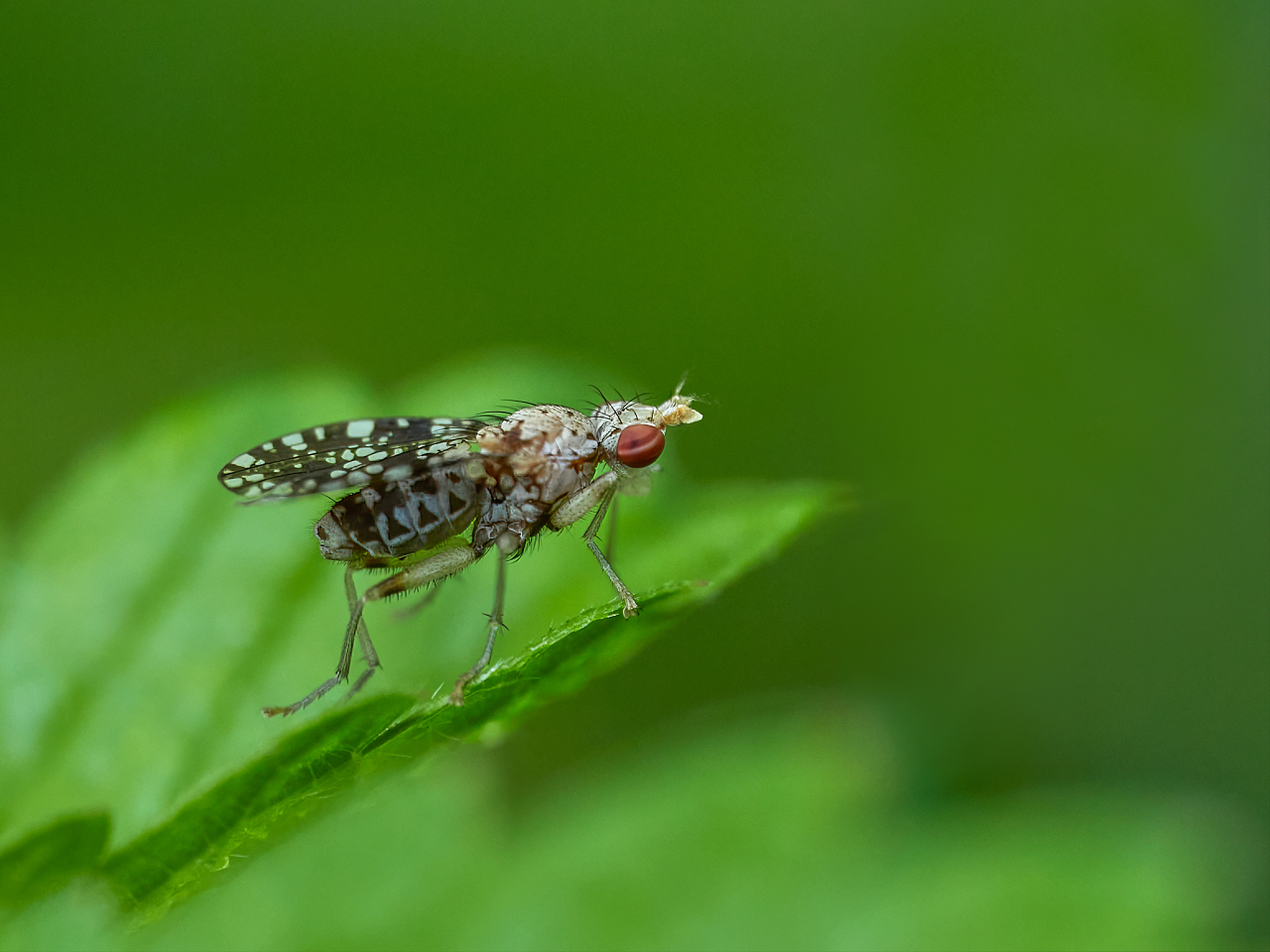 Gepunktete Hornfliege