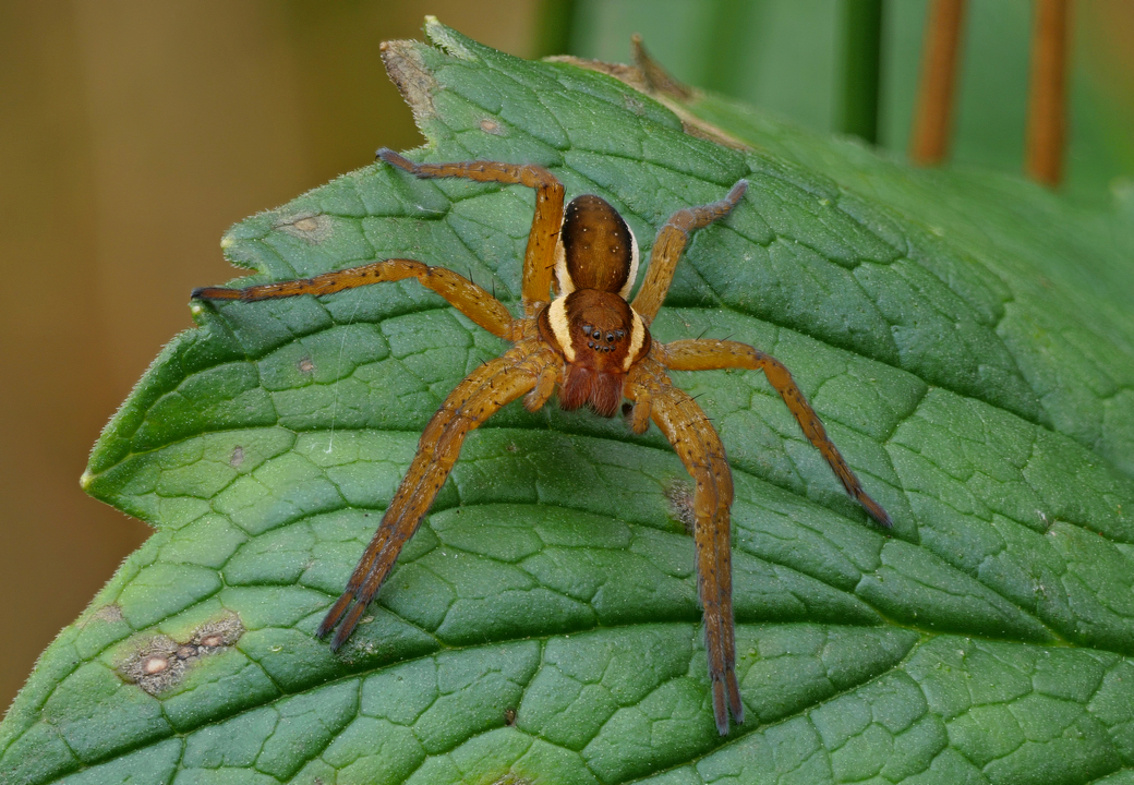 Gerandete Jagdspinne