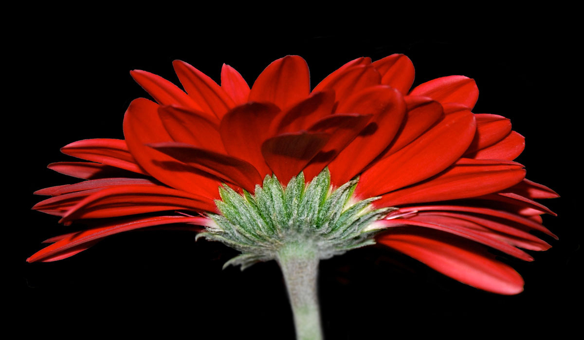 Gerbera