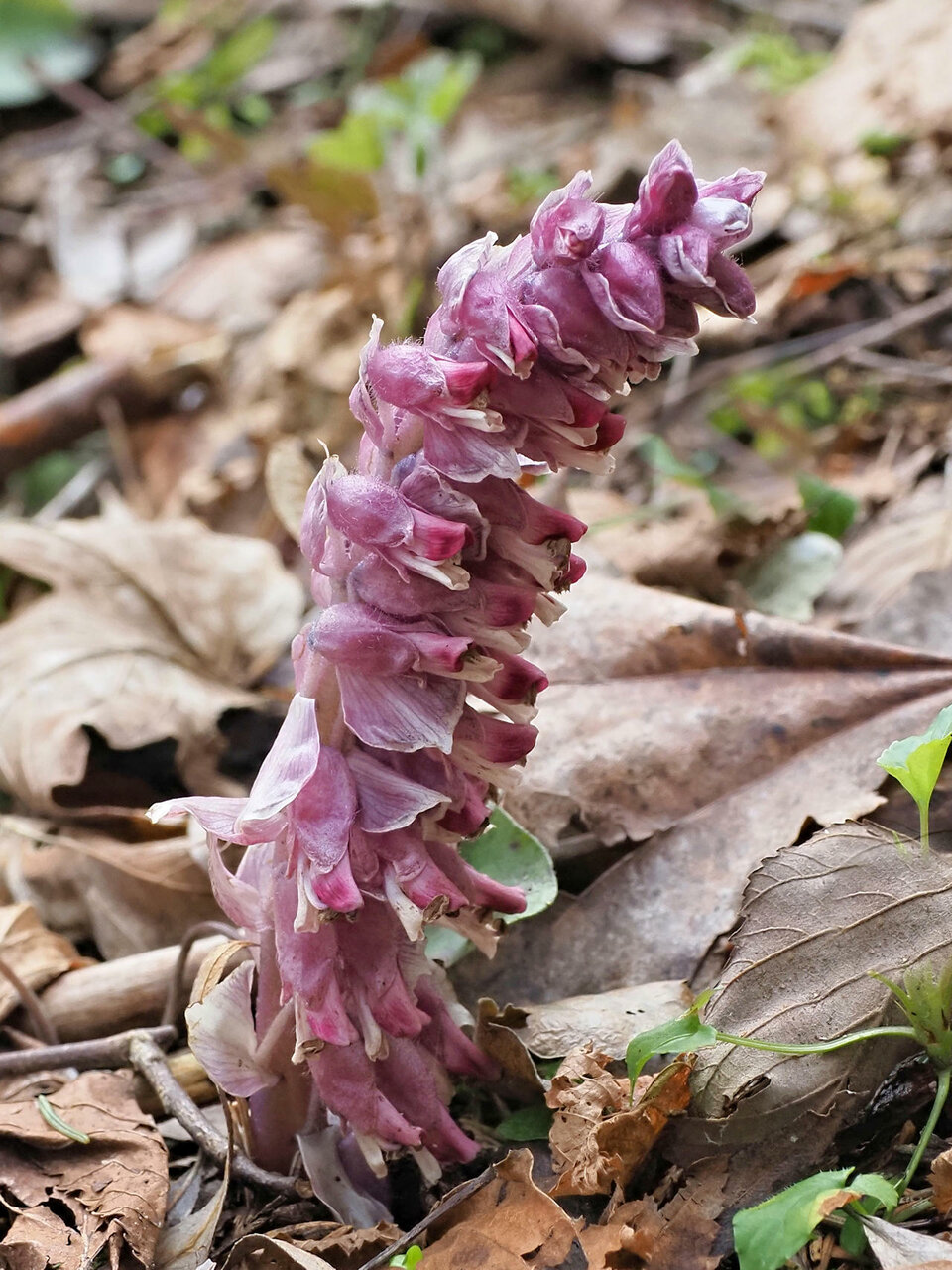 Gewöhnliche Schuppenwurz (Lathraea squamaria)