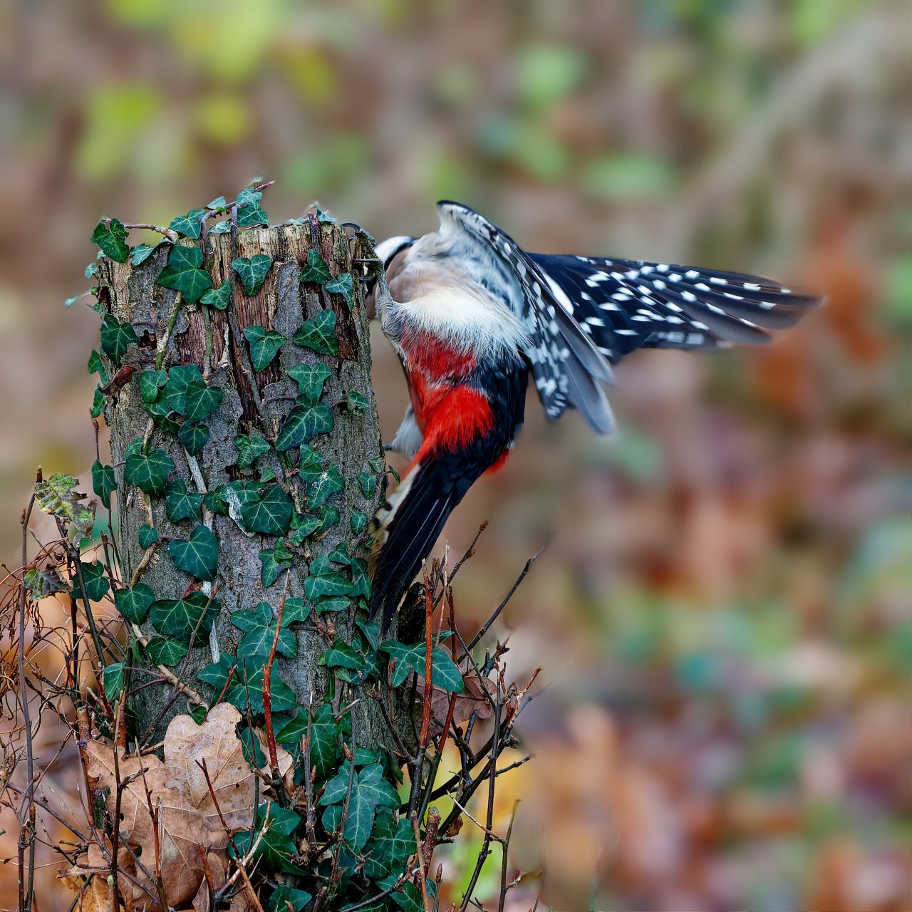 Gibt's da was.....??