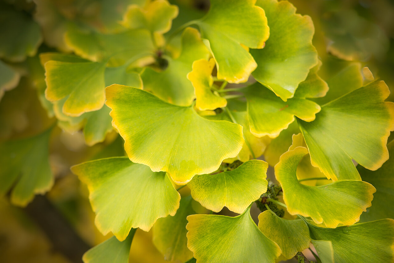 Gingko im Herbstkleid