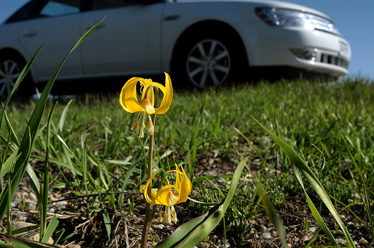 Glacier Lily