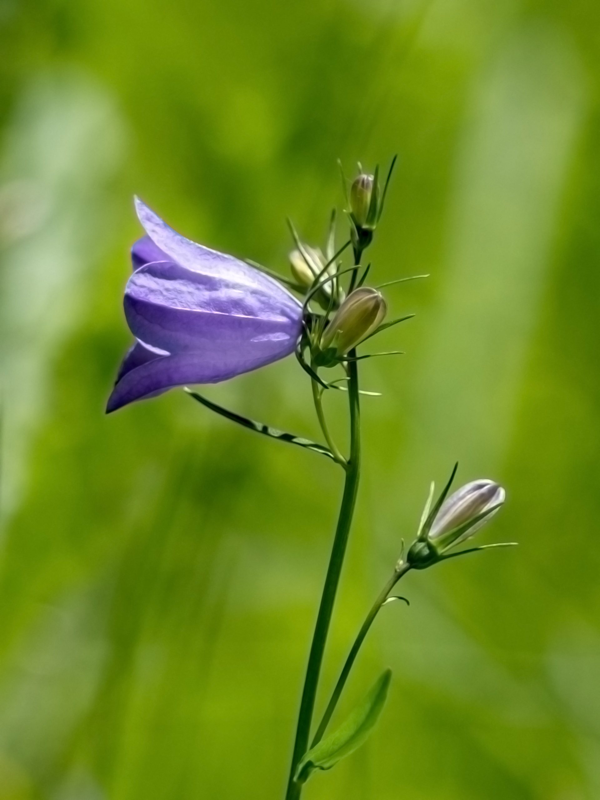Glockenblume
