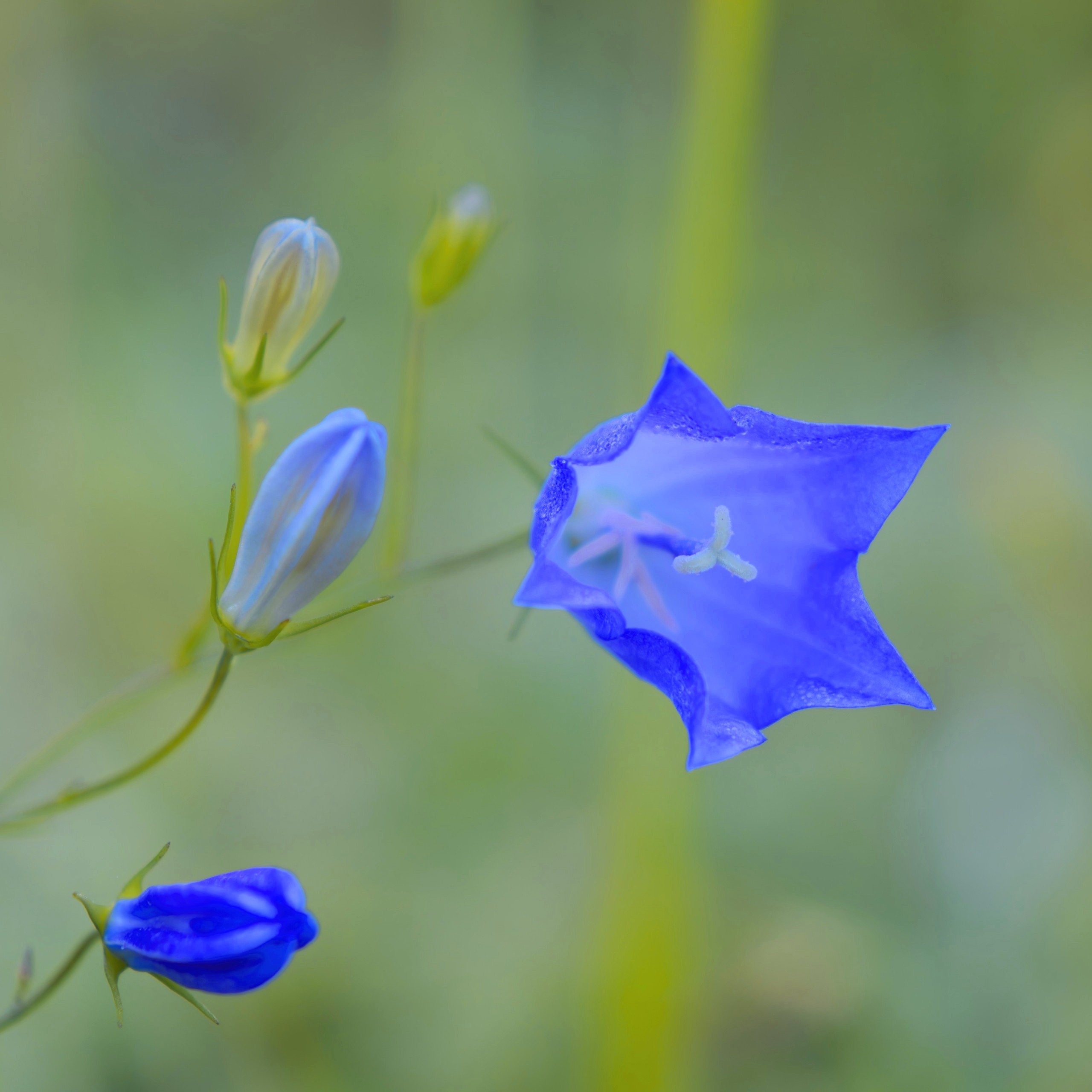 Glockenblume