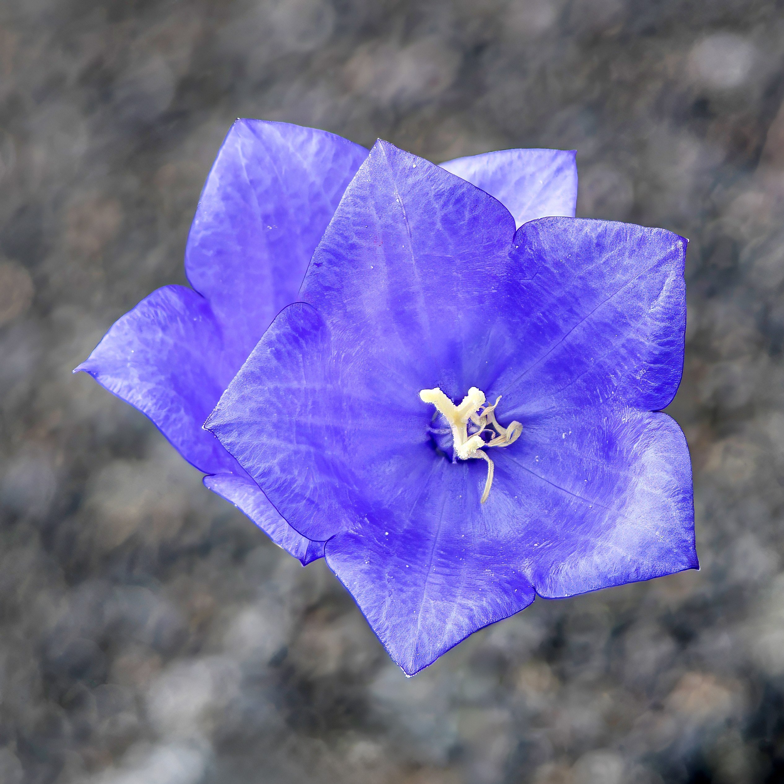 Glockenblume