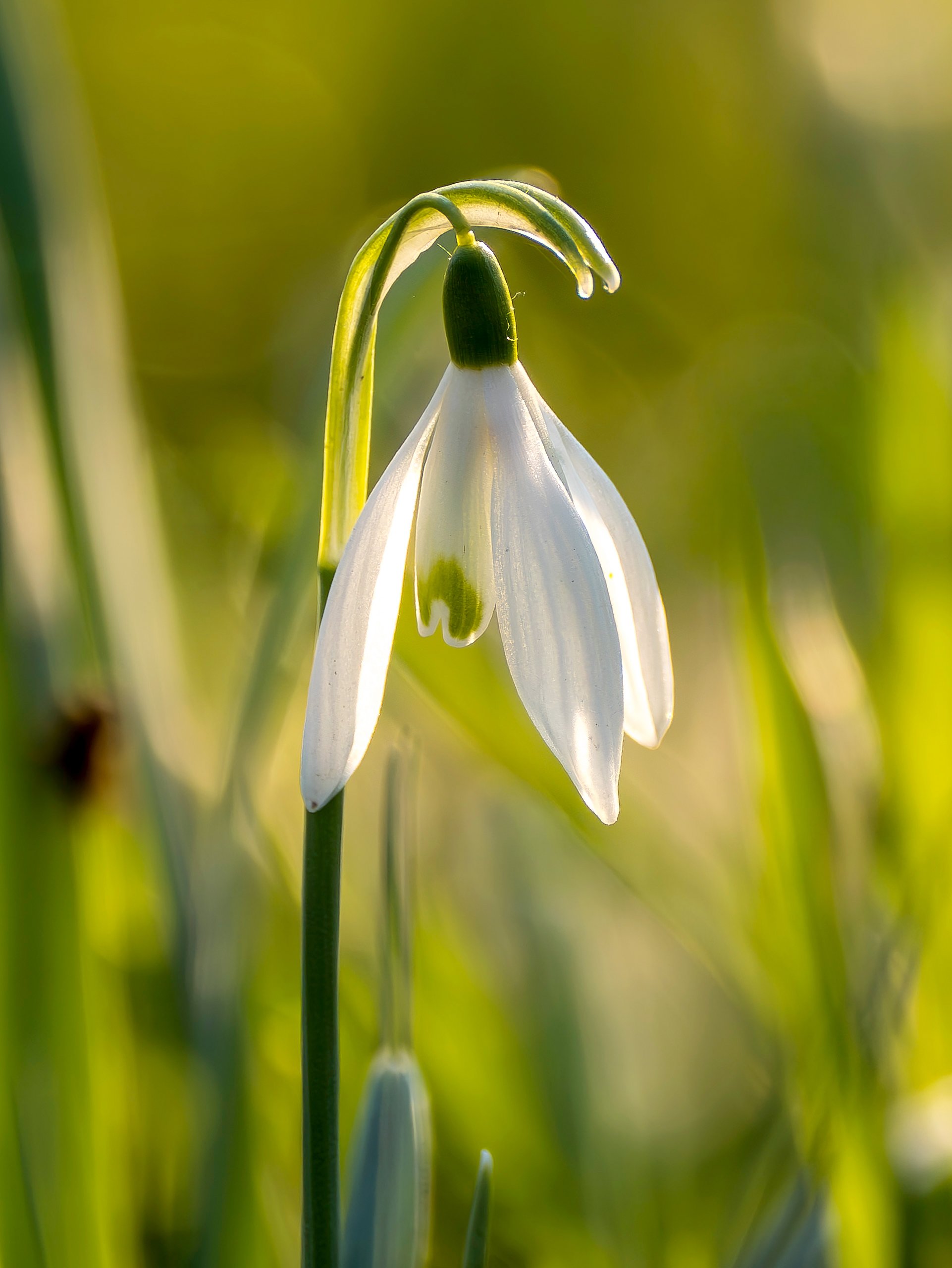 Glöckchen in der Abendsonne (1)