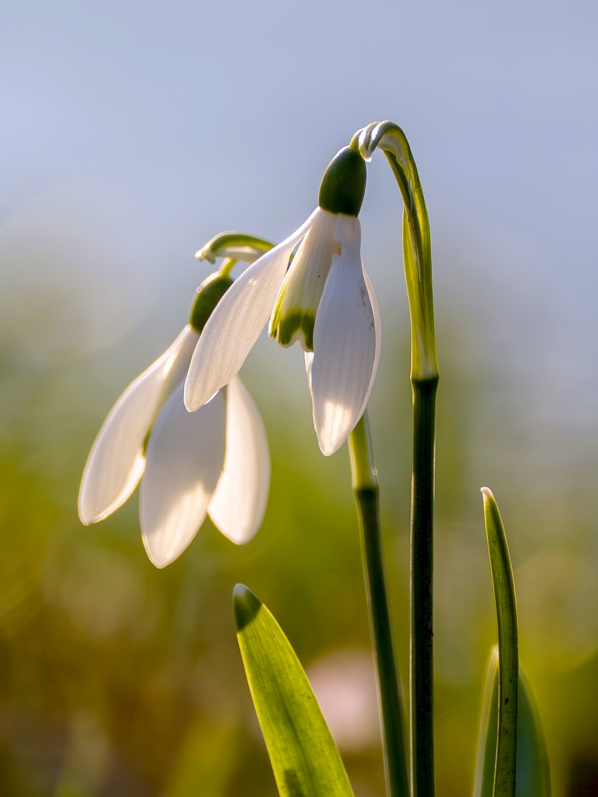 Glöckchen in der Abendsonne (2)