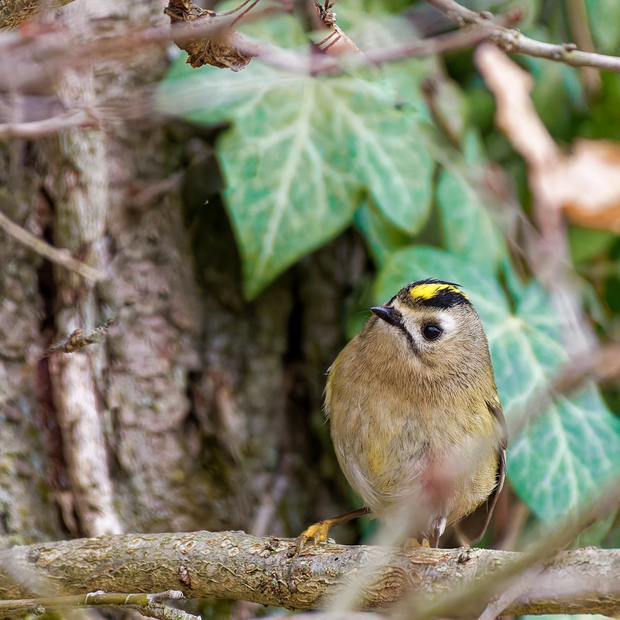 Glück gehabt.......