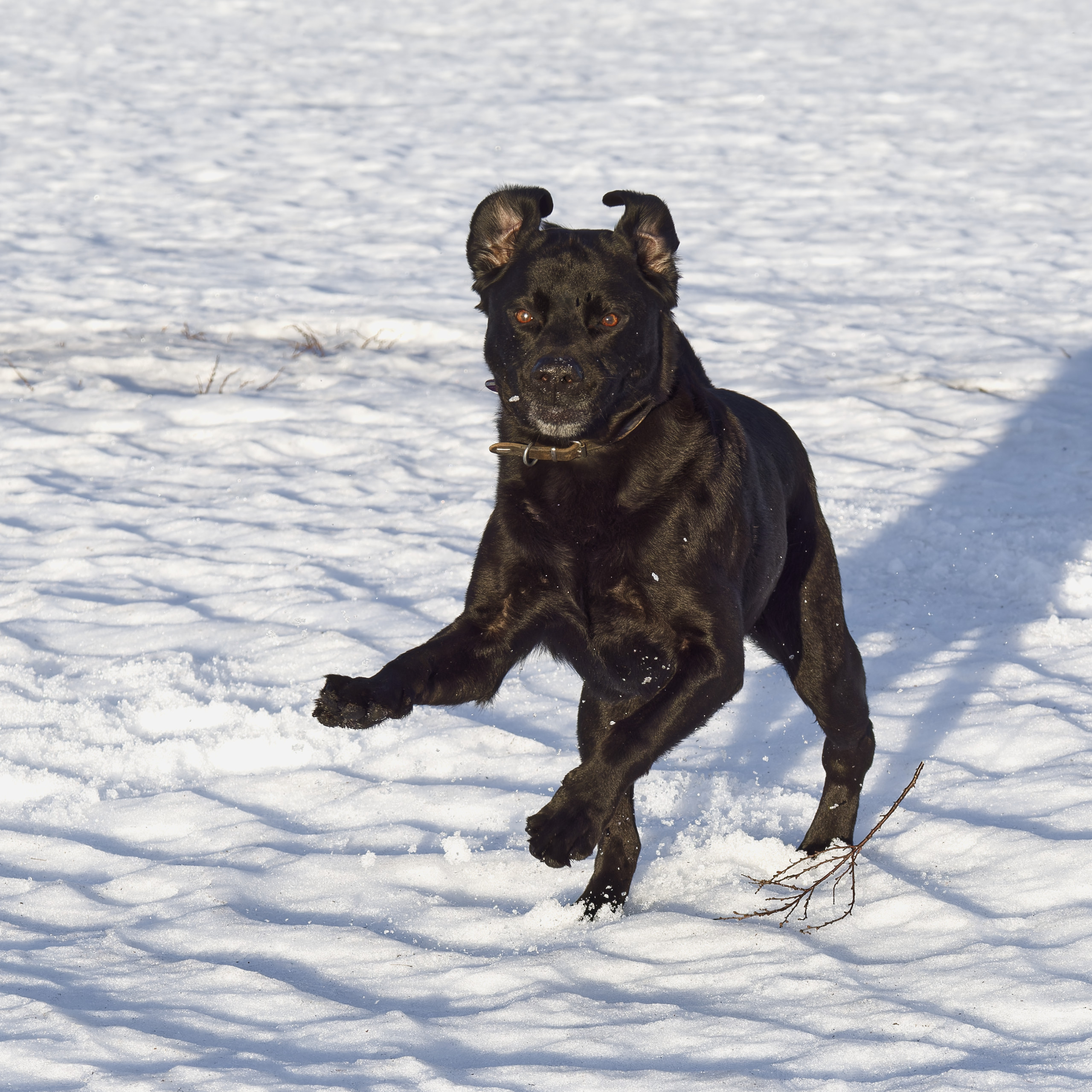 Glücklicher Labrador