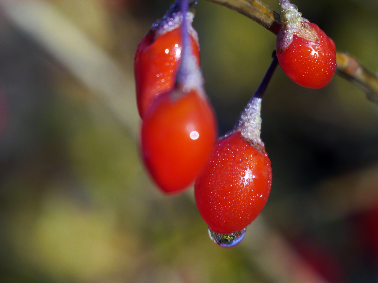 Goji mit Altglas_I-26M 1190215.jpg