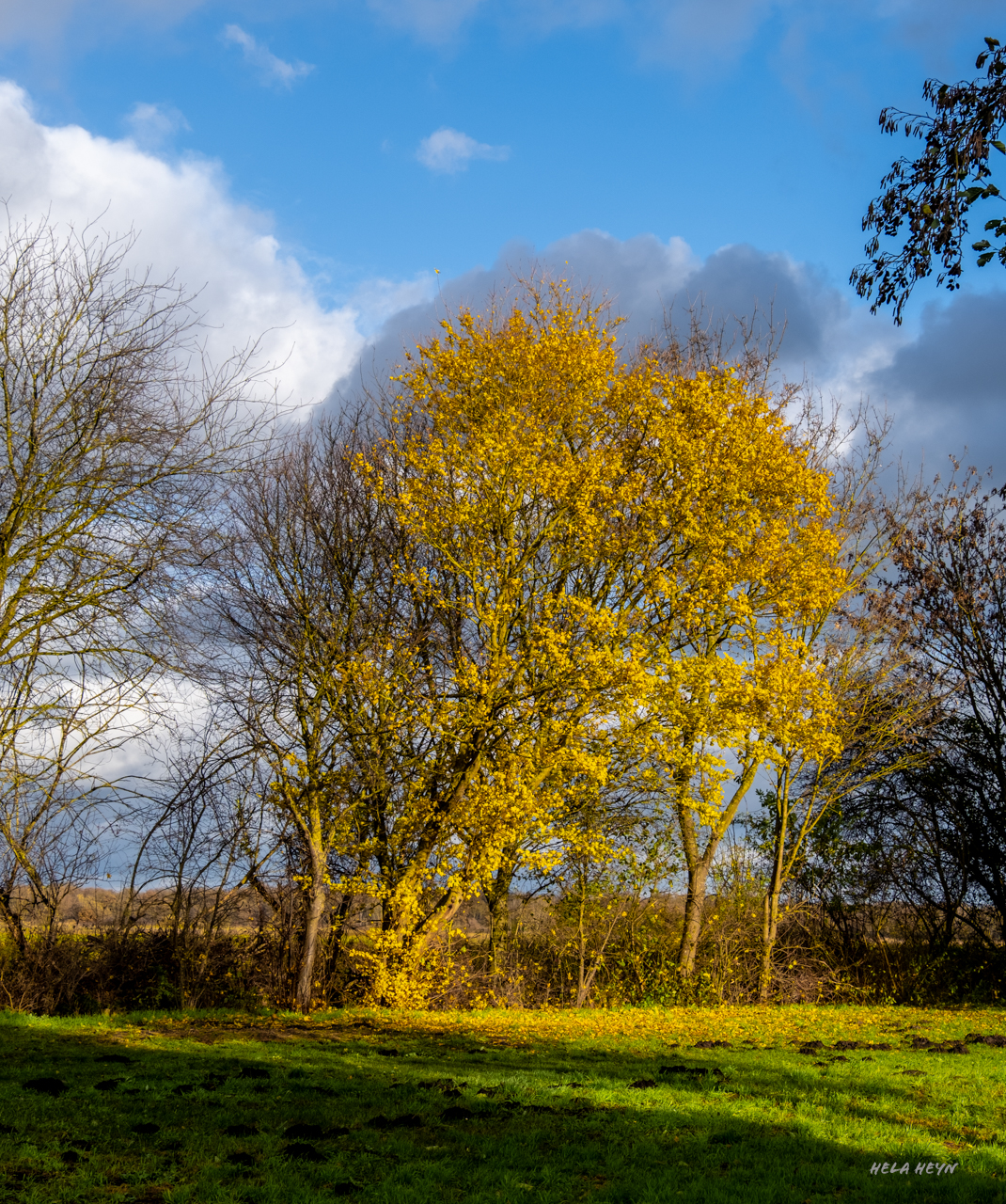 Goldener Herbst