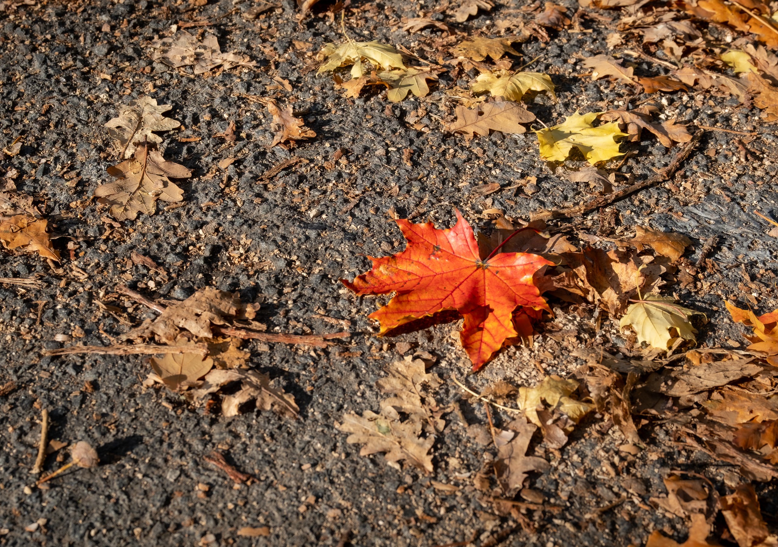 Goldener Oktober 1/3
