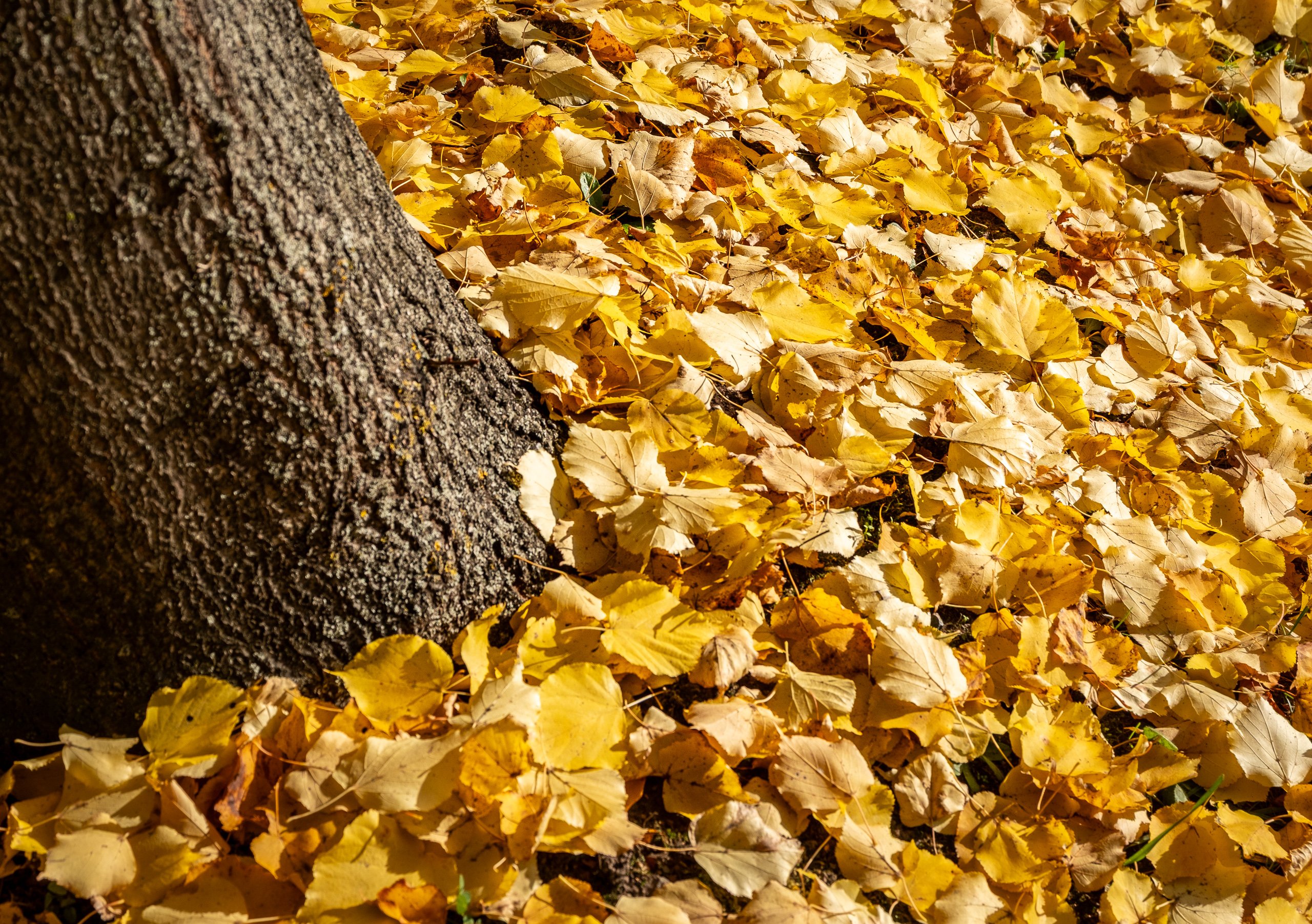 Goldener Oktober 3/3