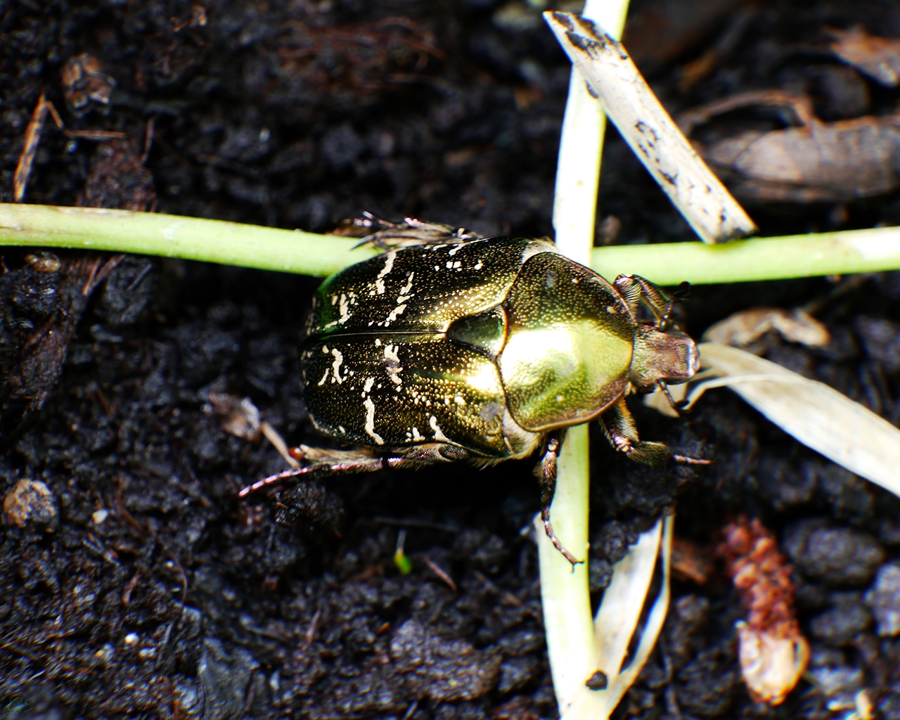 Goldglänzender Rosenkäfer