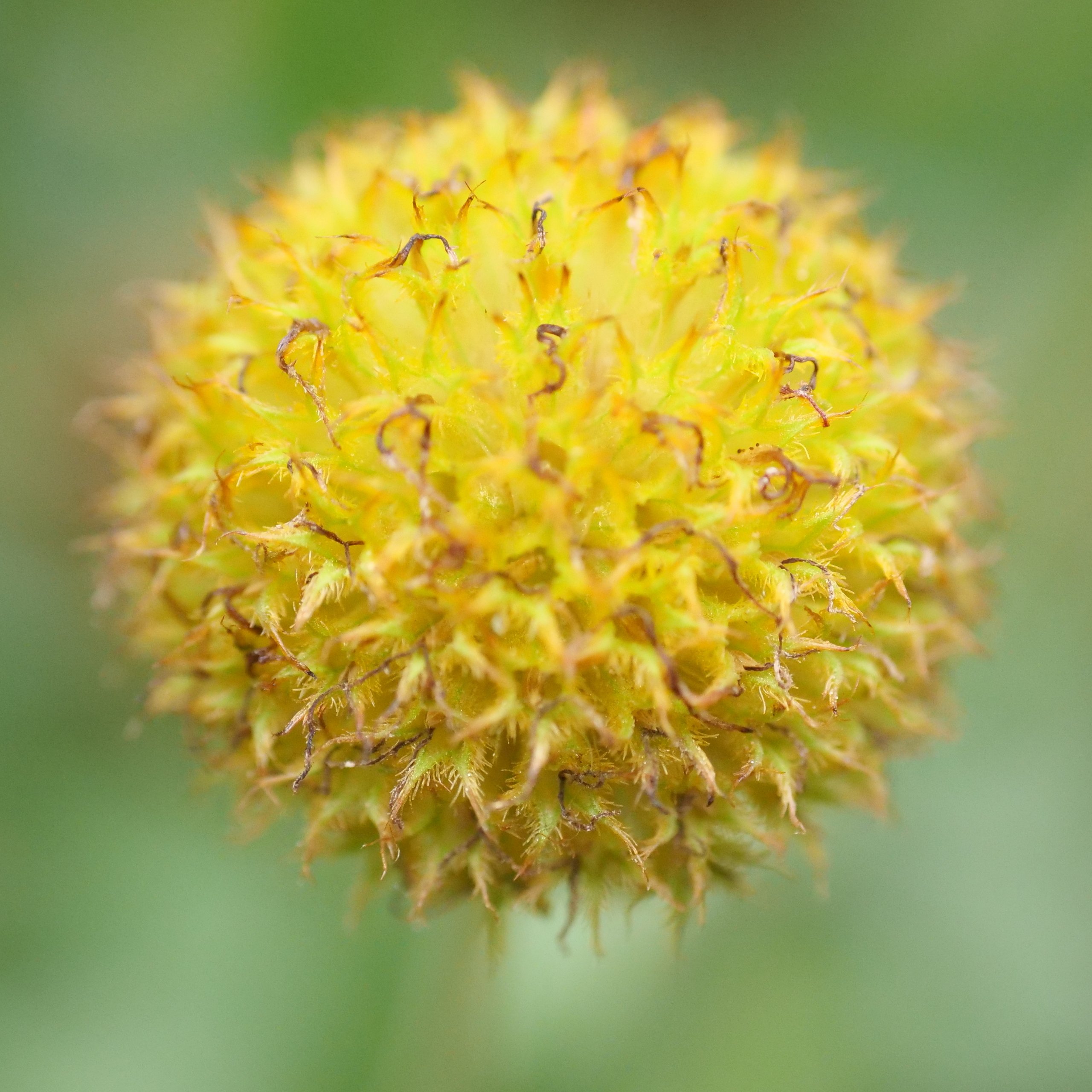 Golfball