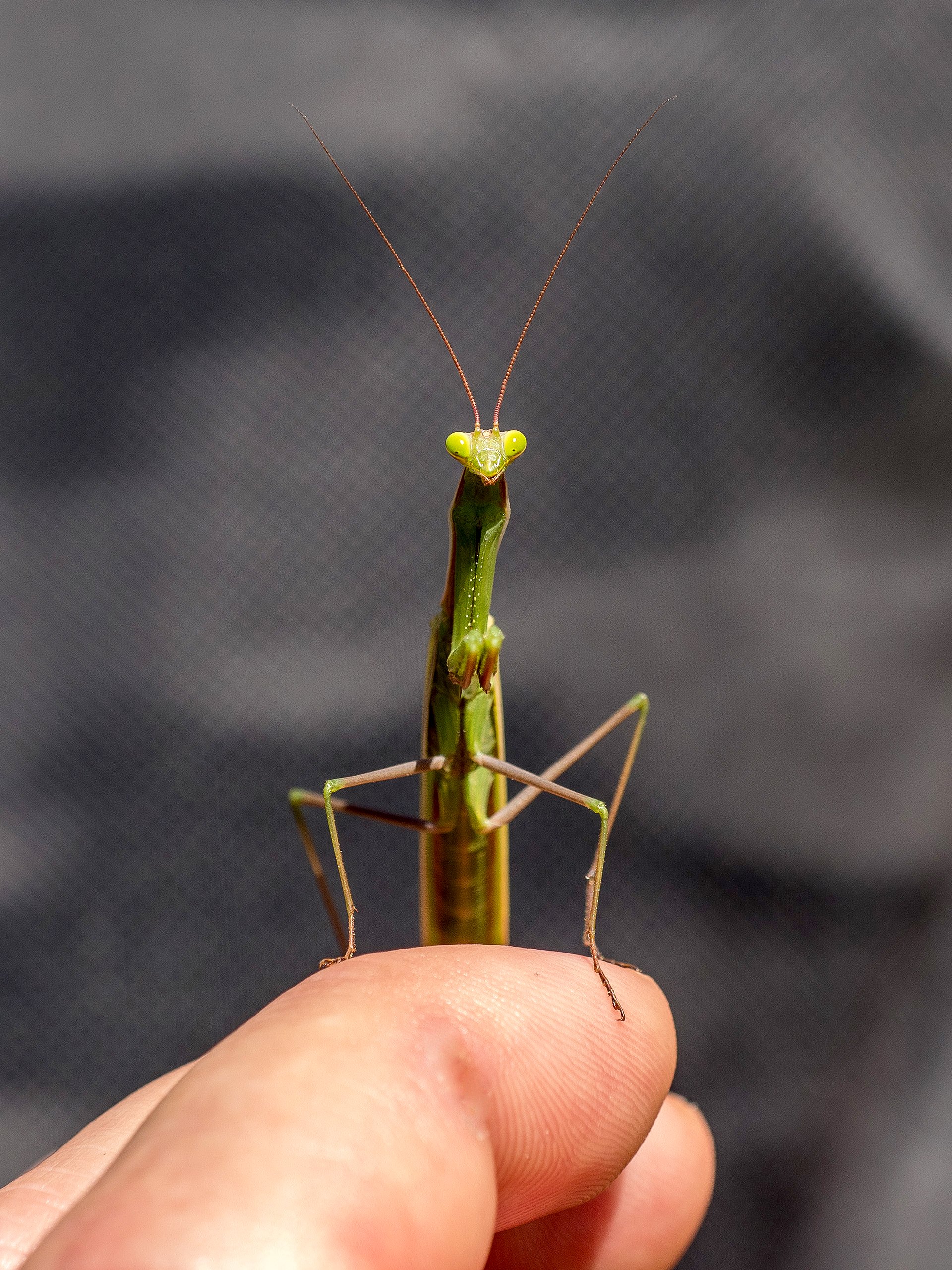 Gottesanbeterin Flüsterer (2)