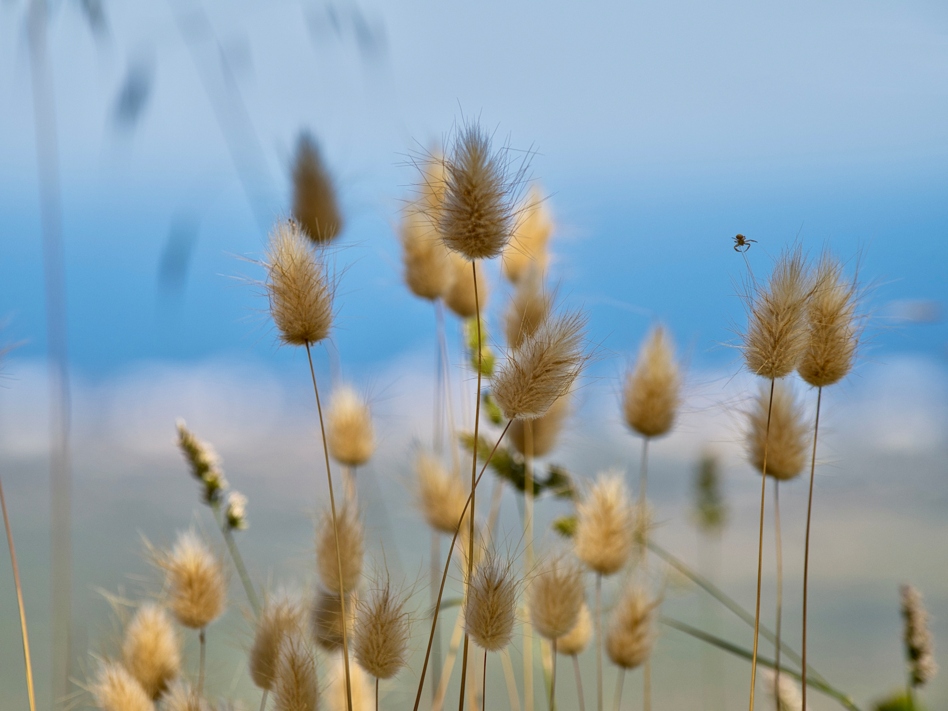 Gräser am Meer 2