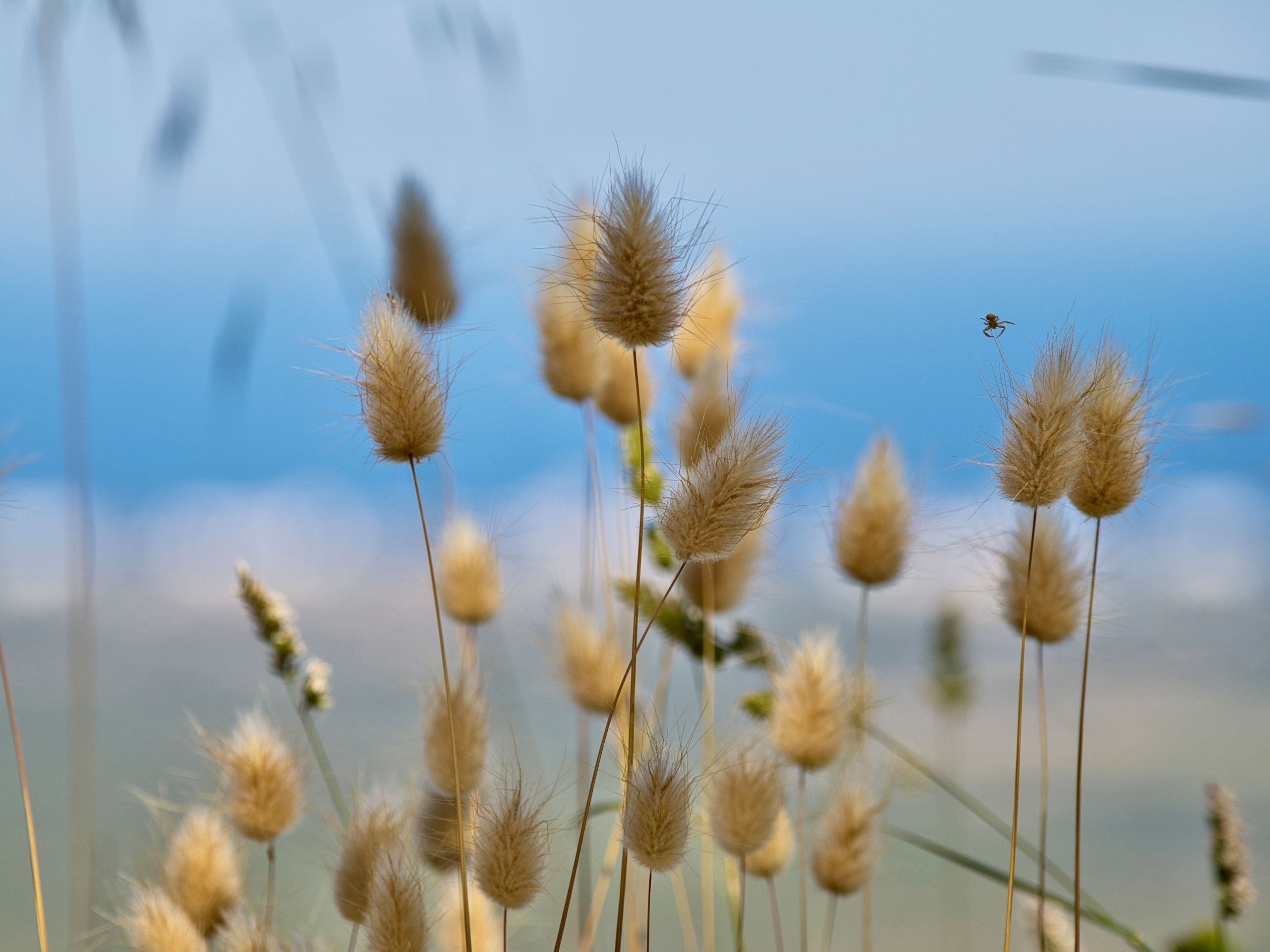 Gräser am Meer