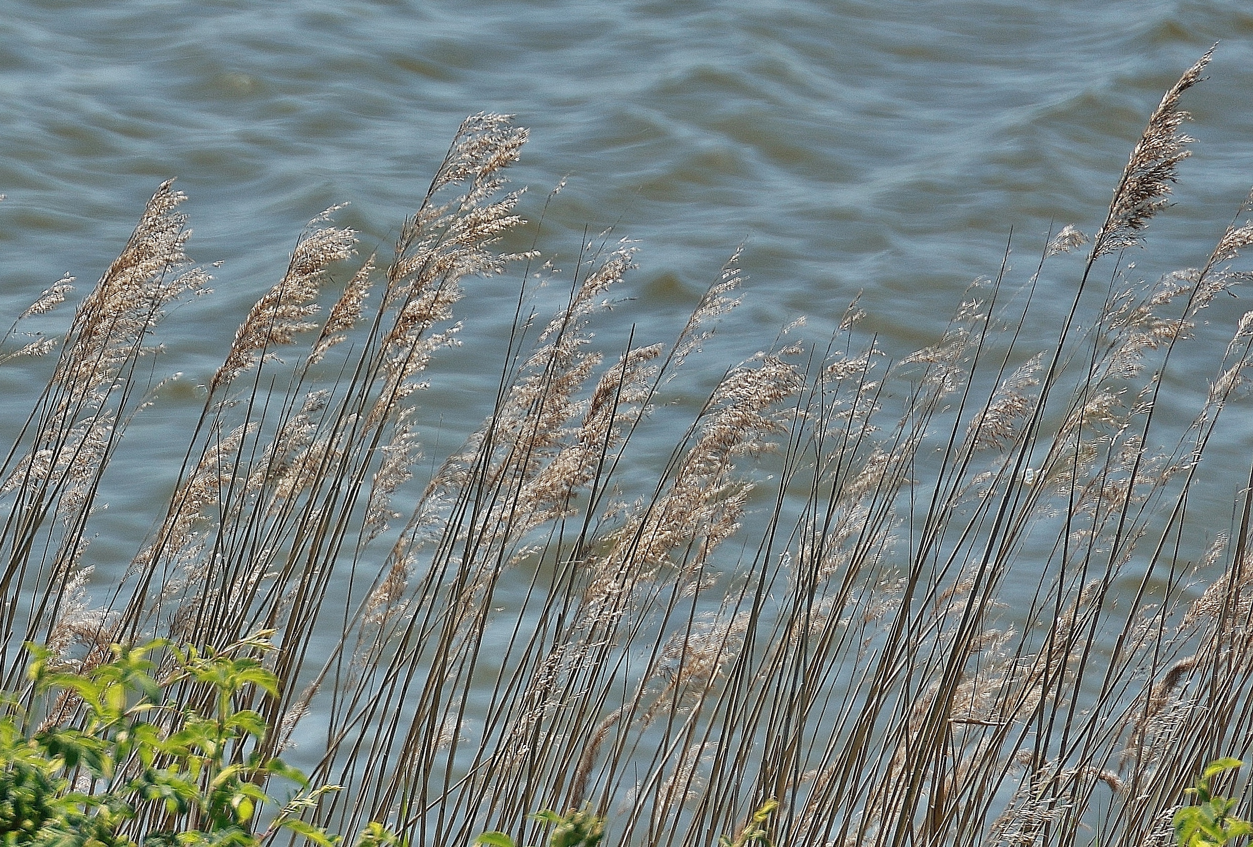 Gräser am Wasser