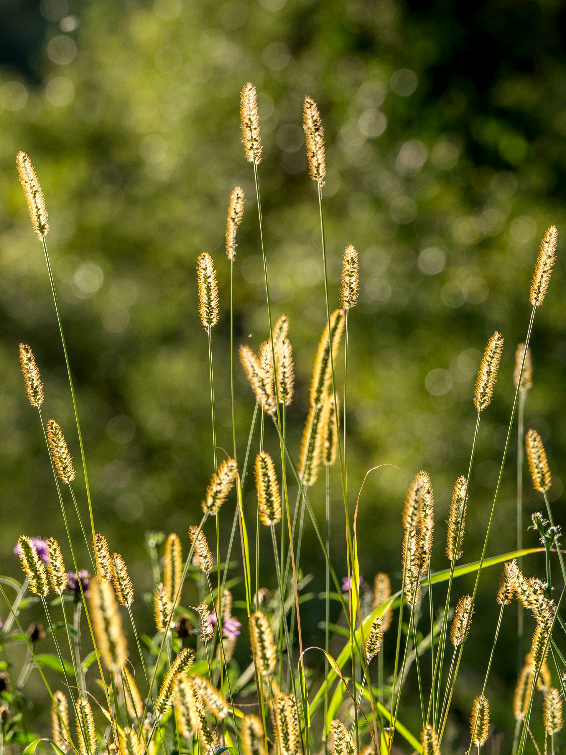 Gräser im Abendlicht