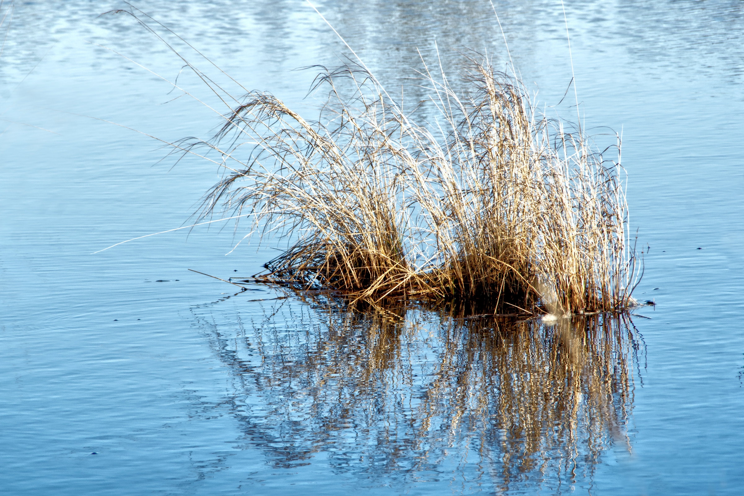 Gräser im Moor