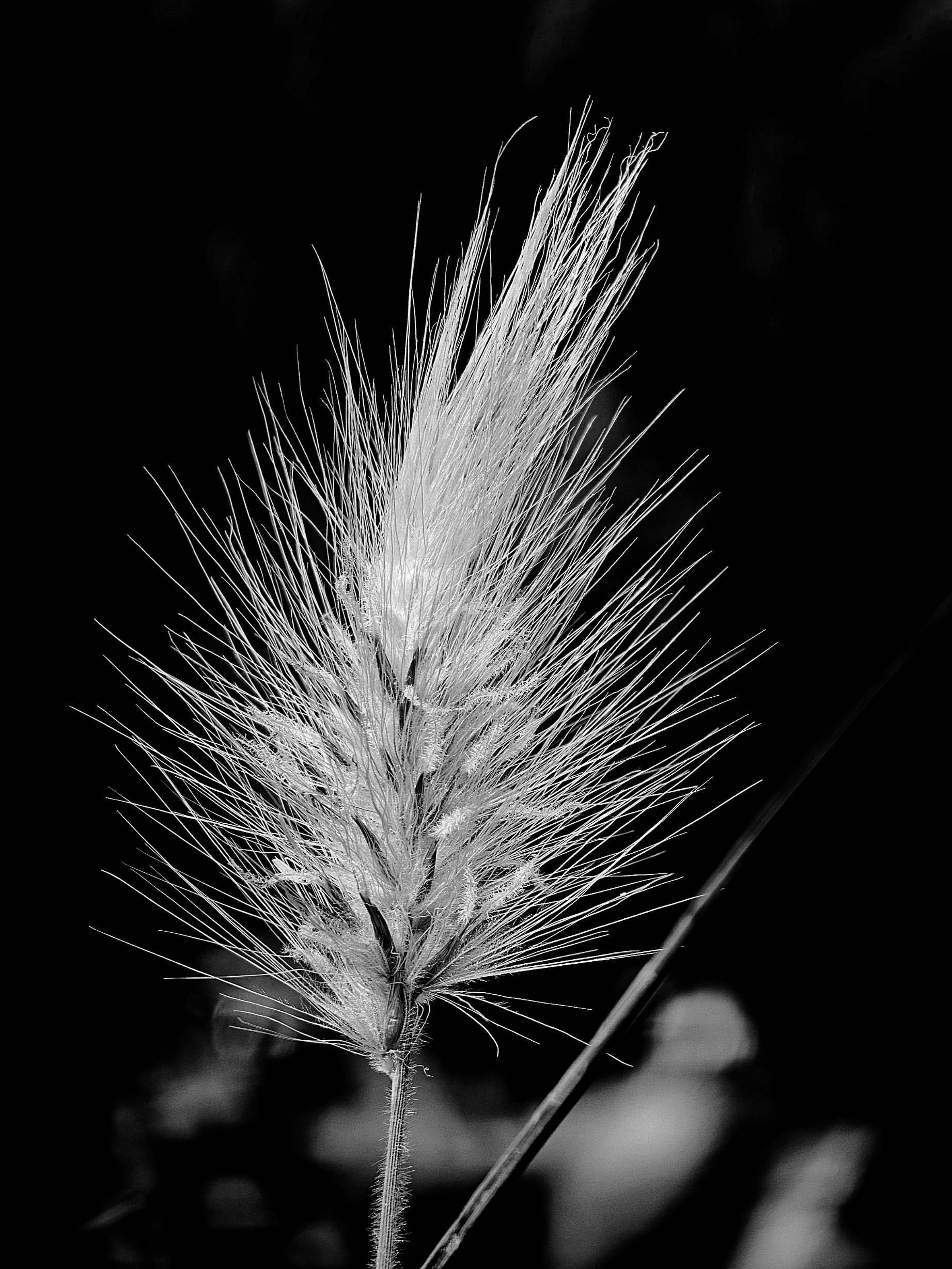 Gras...