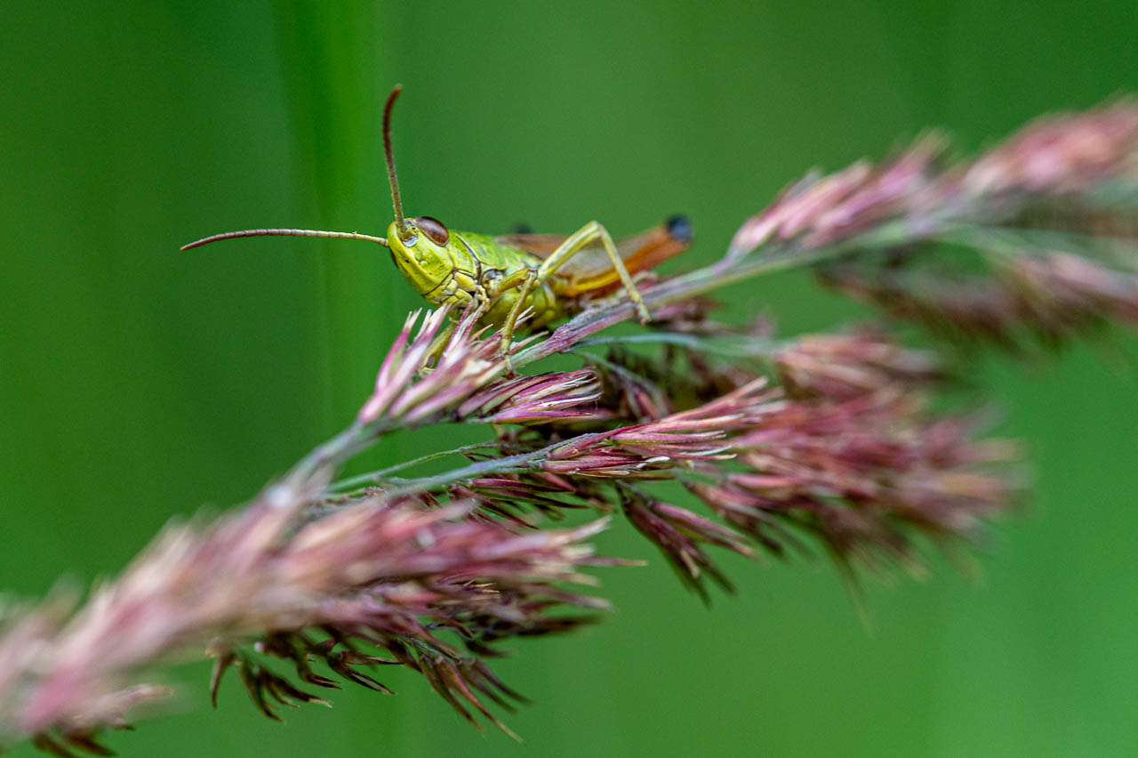 Grashüpfer