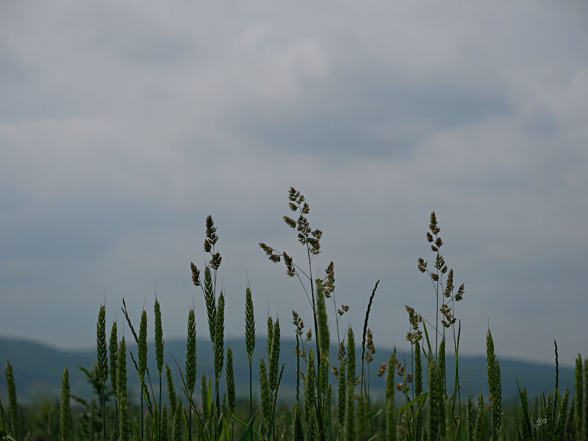 Graslandschaft