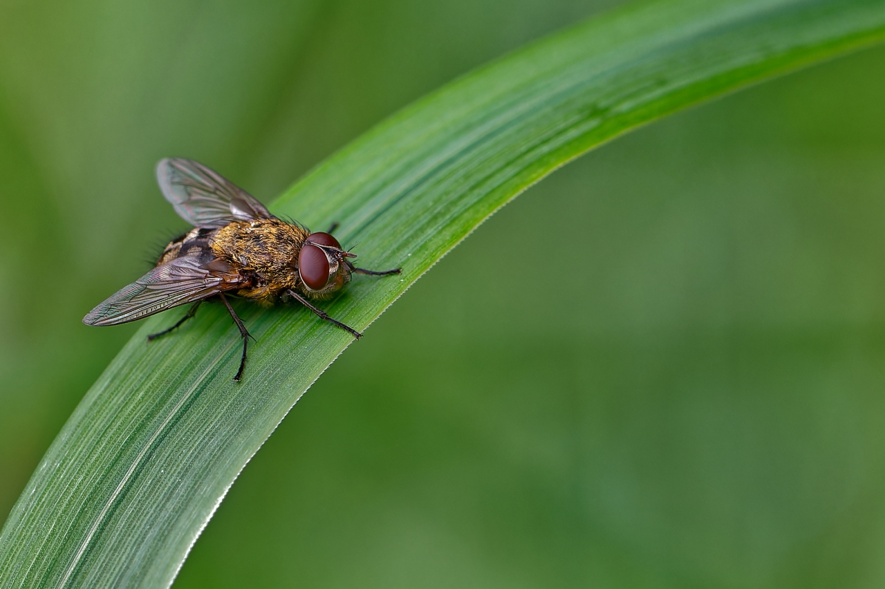 Graugelbe Polsterfliege