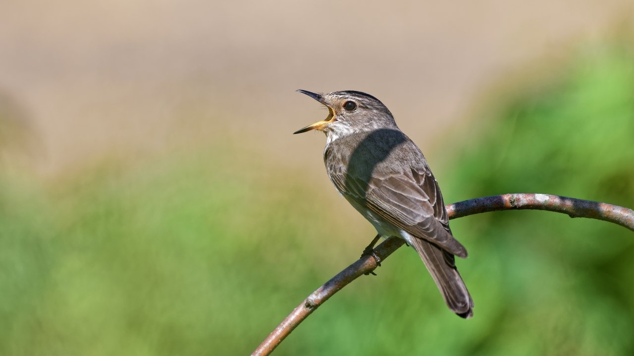 Grauschnäpper