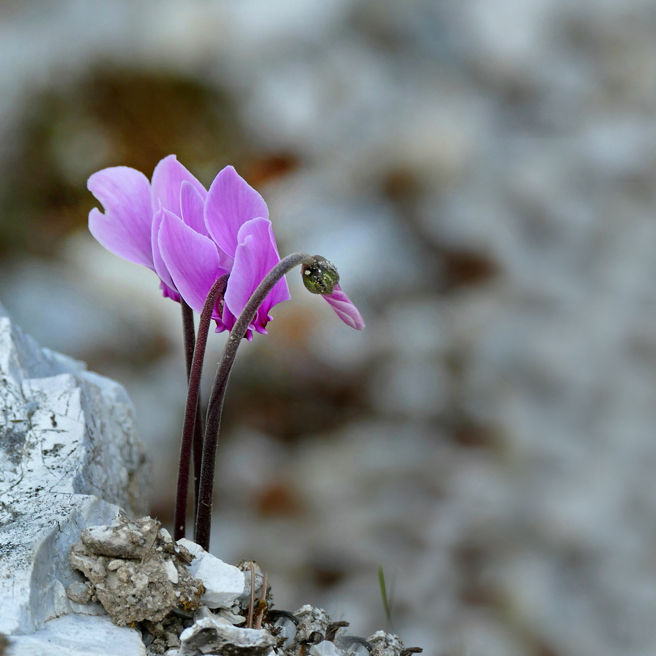 Griechisches Alpenveilchen