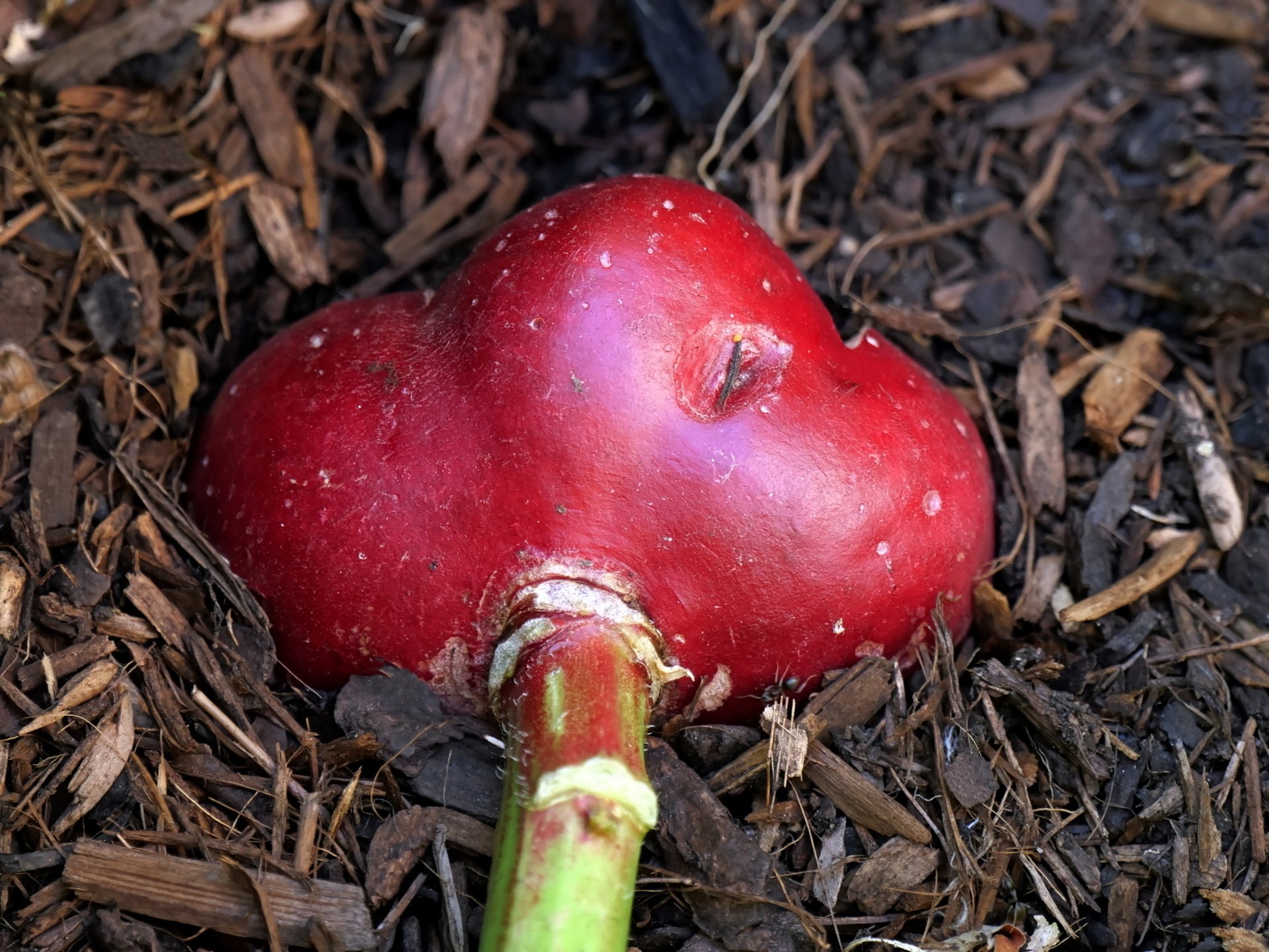 Groß