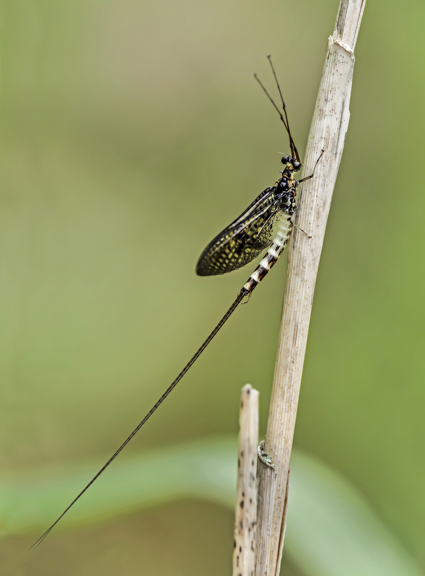 Große Eintagsfliege (komplett)