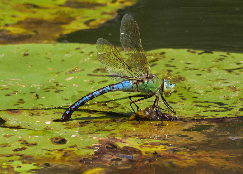 Große Königslibelle (Anax imperator)