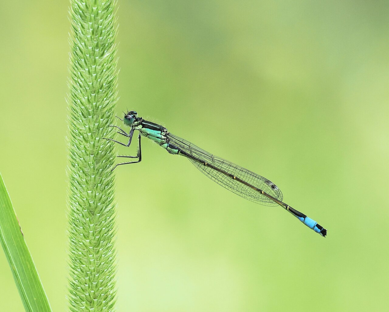 Große Pechlibelle (Ischnura elegans)