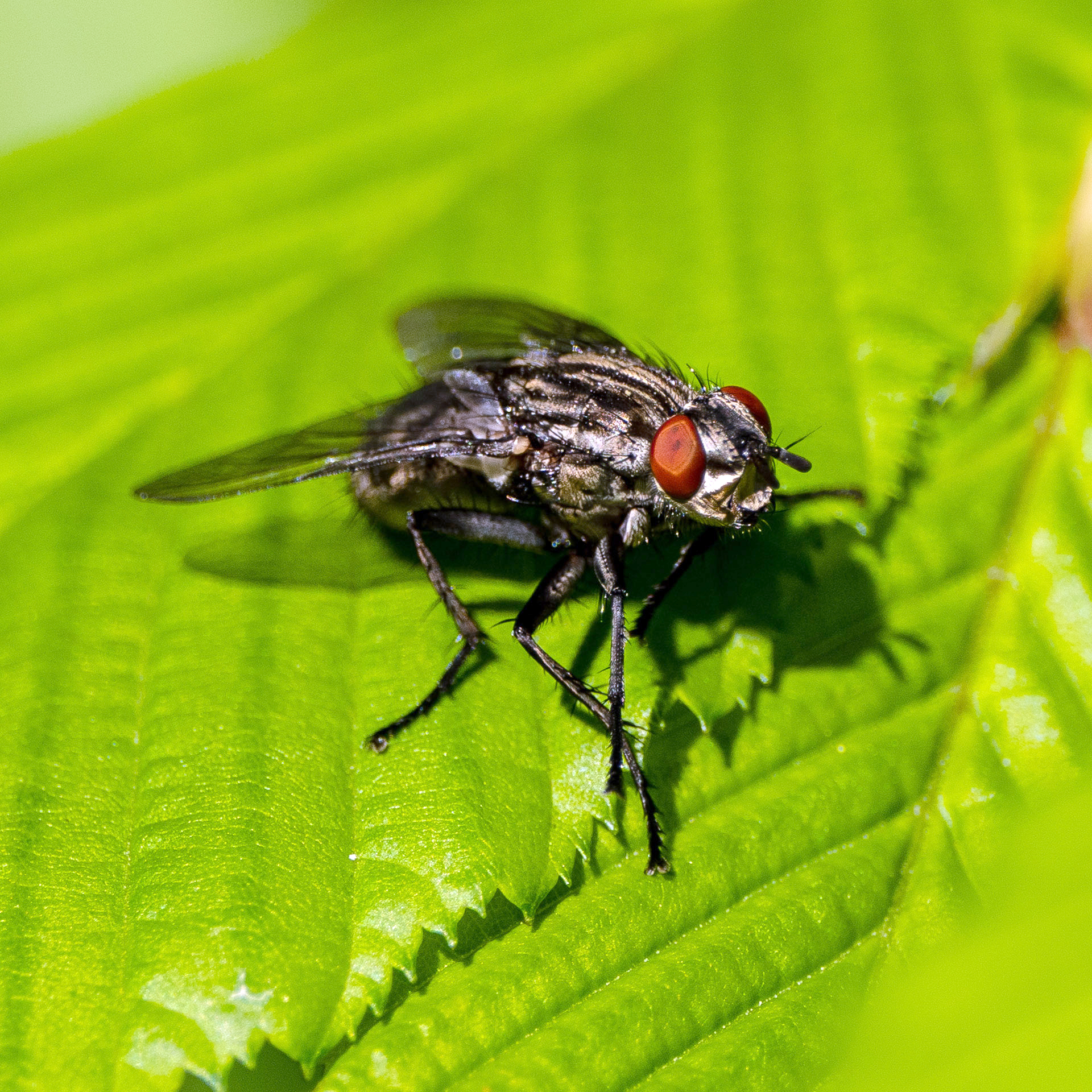 Große Stubenfliege